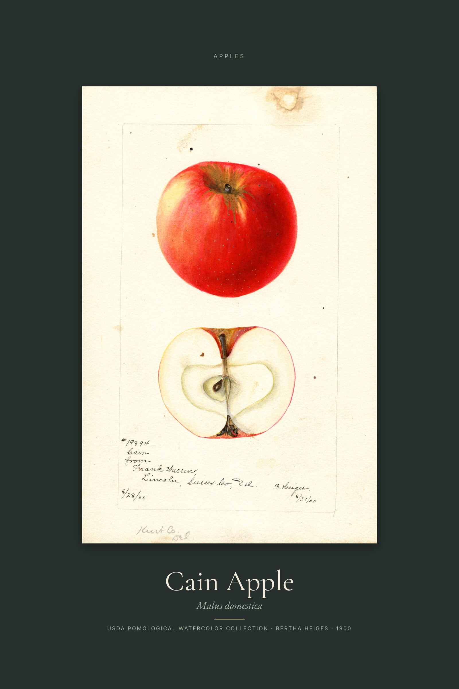 Cain Apple — Specimen
