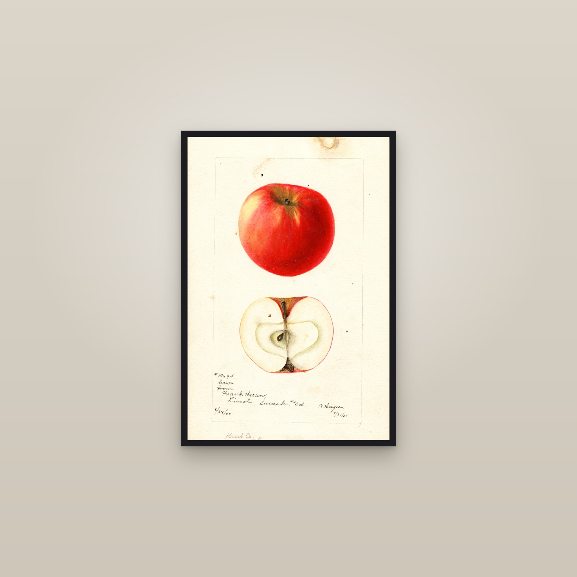Cain Apple — framed in a gallery setting