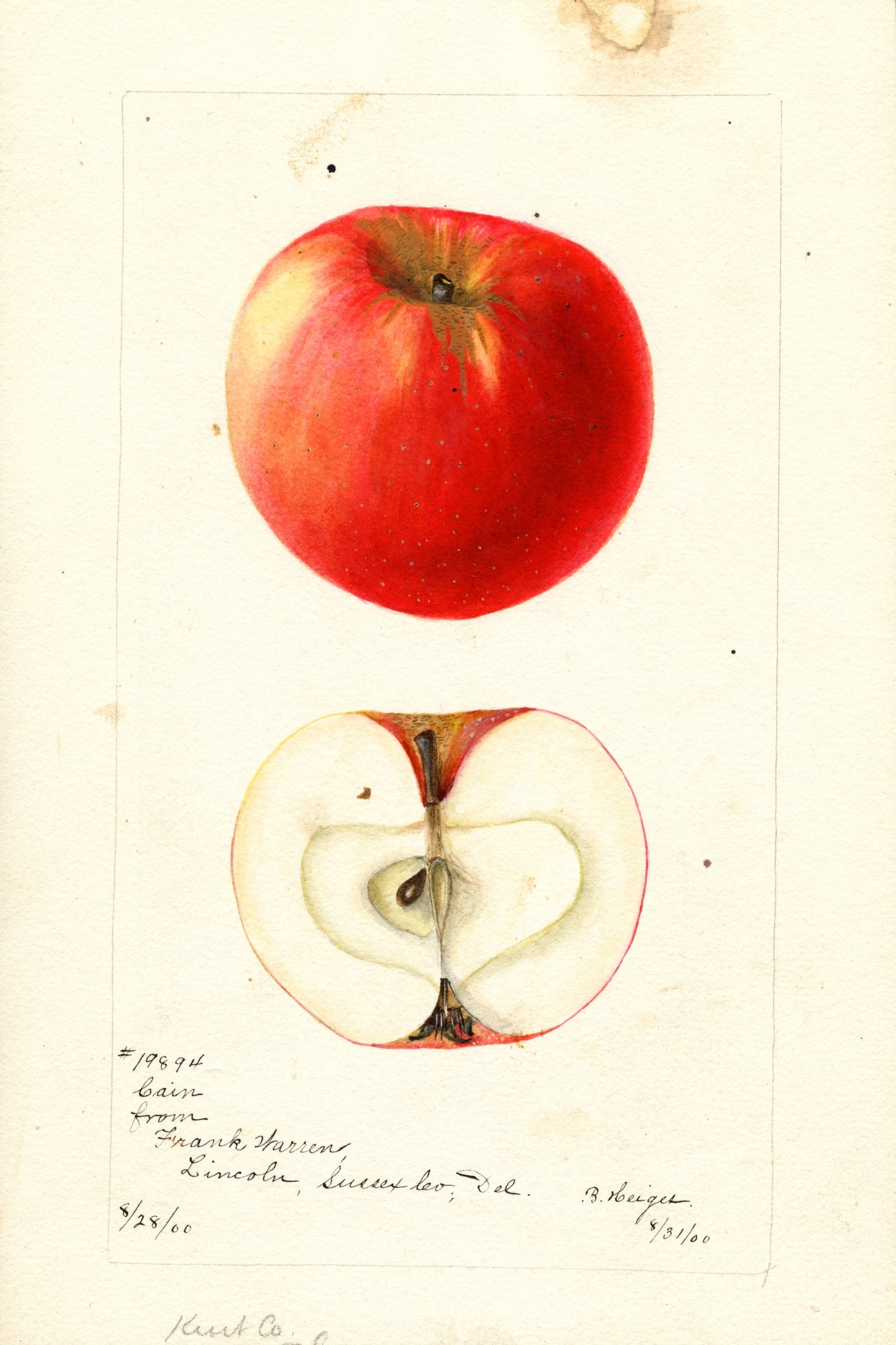 Cain Apple