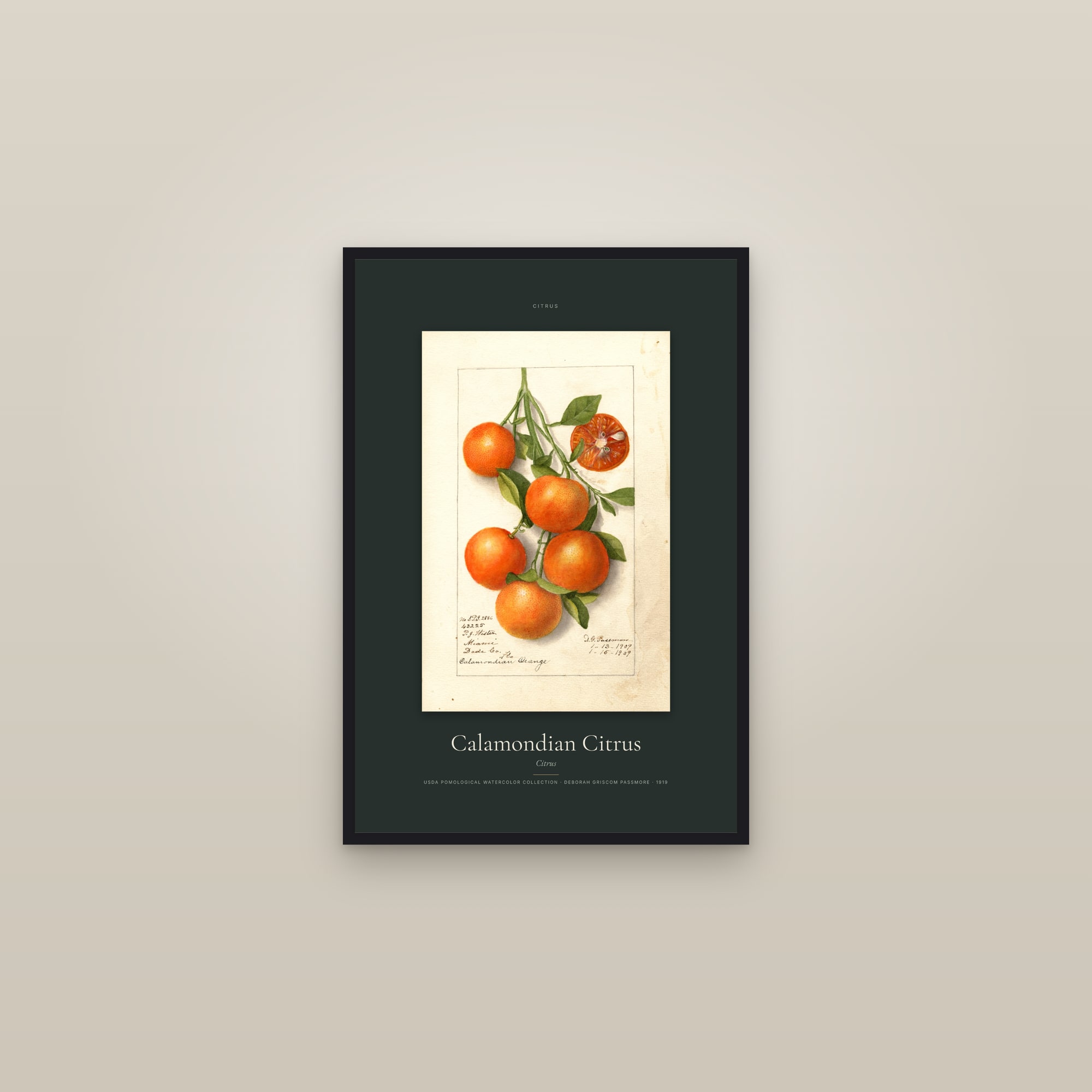 Calamondian Citrus — Specimen — framed in a gallery setting