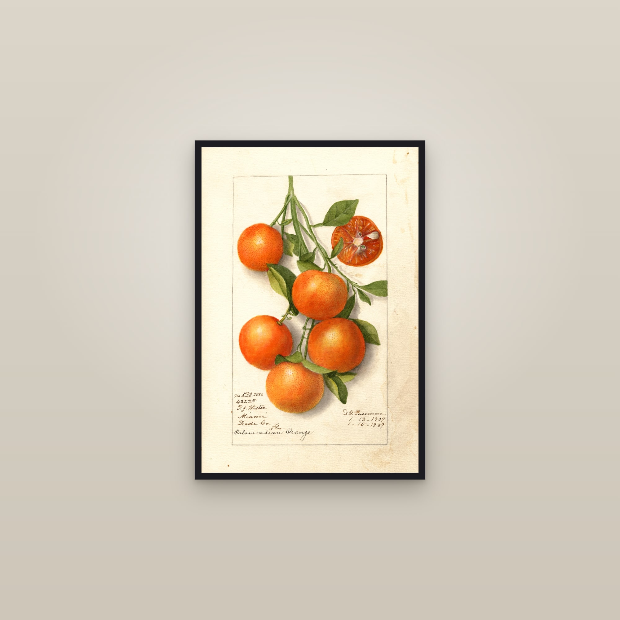 Calamondian Citrus — framed in a gallery setting