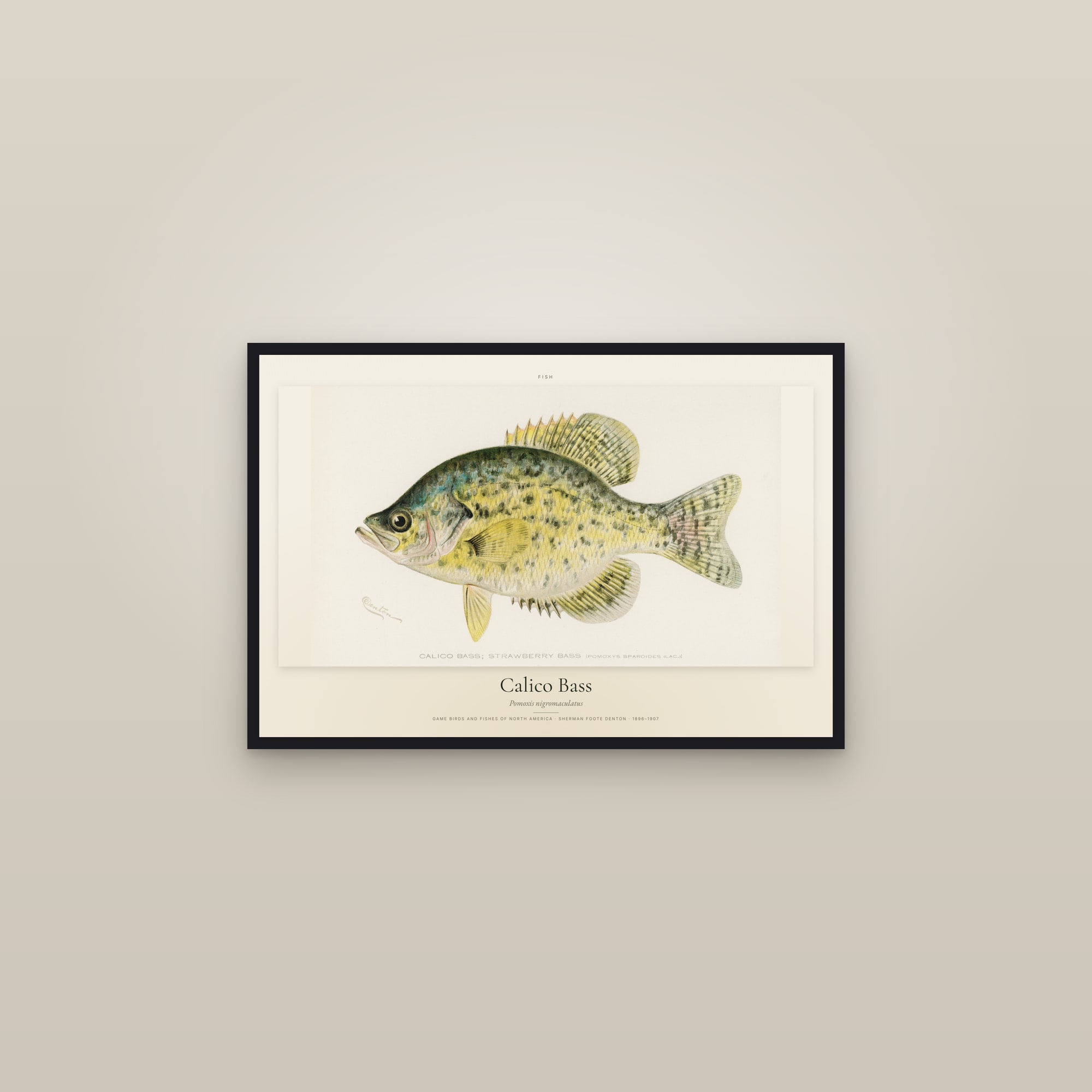Calico Bass — framed in a gallery setting