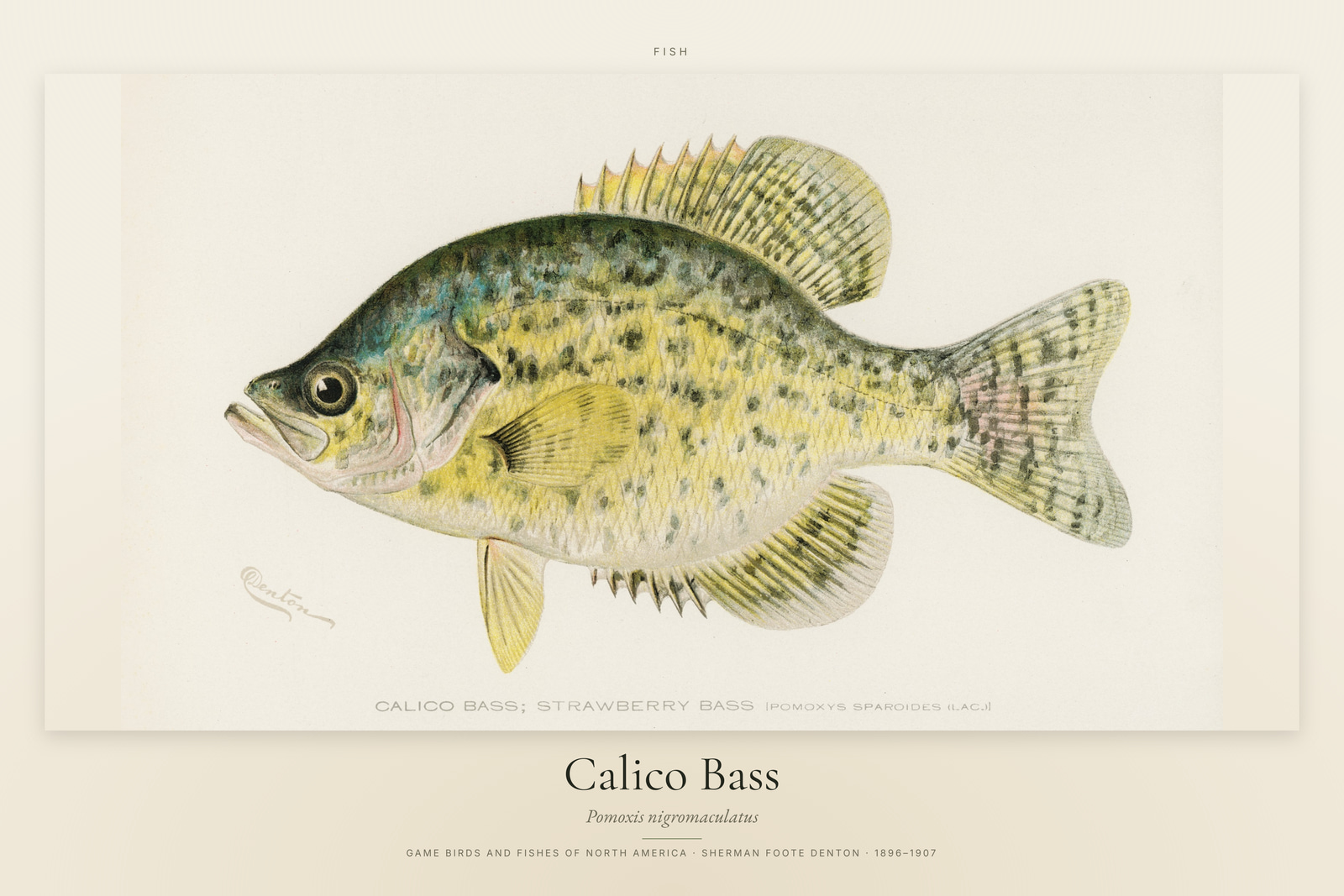 Calico Bass