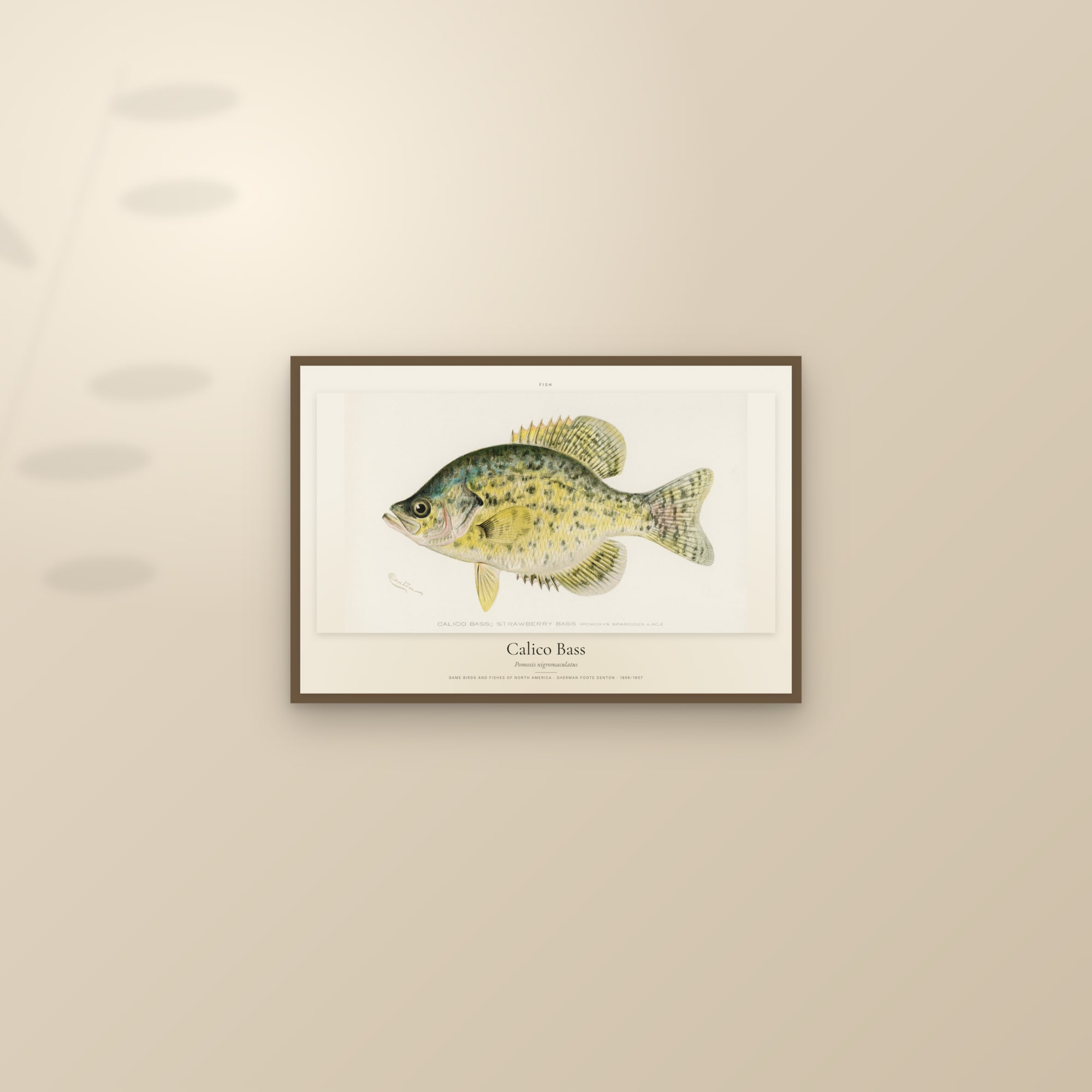 Calico Bass — framed and styled on a sunlit wall