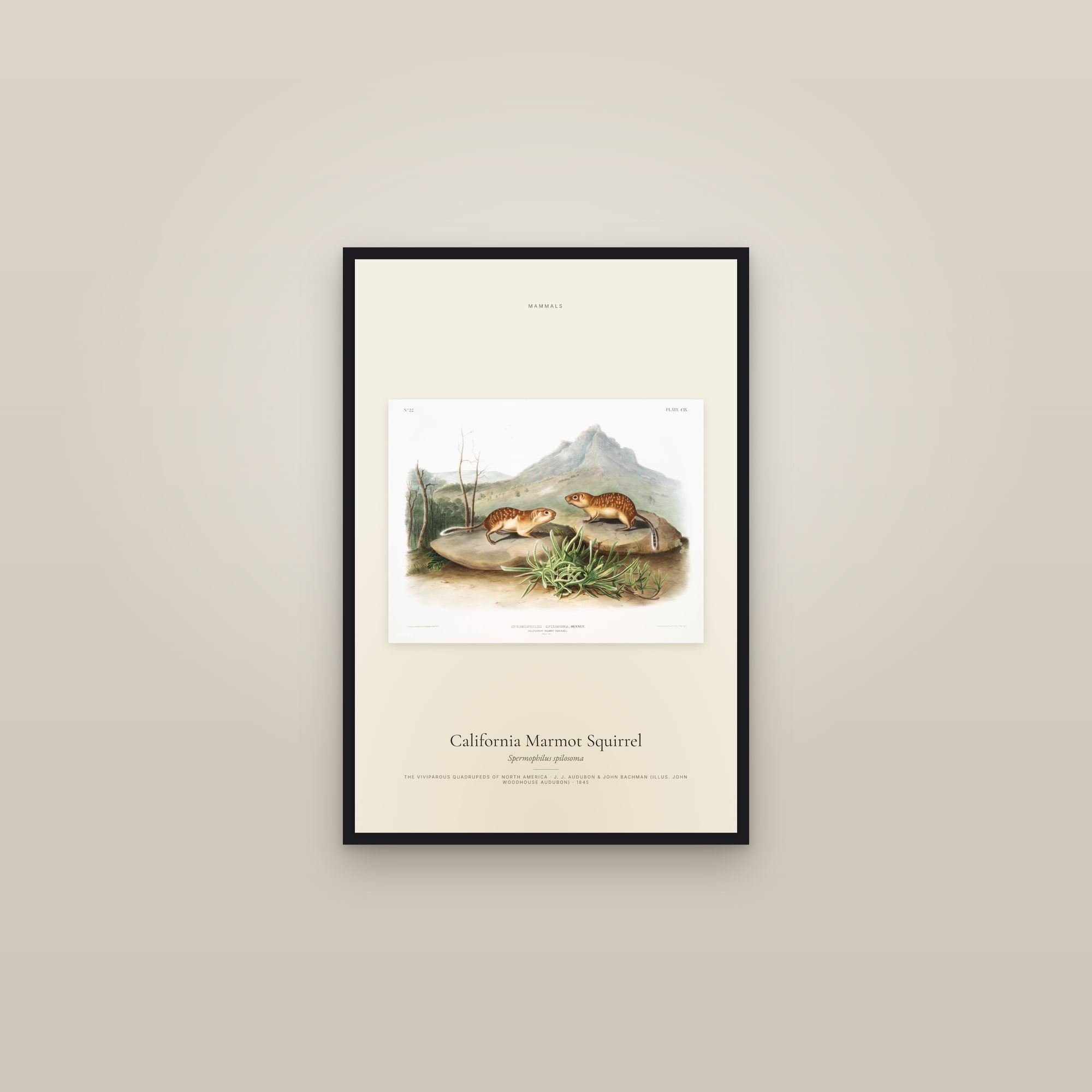 California Marmot Squirrel — framed in a gallery setting