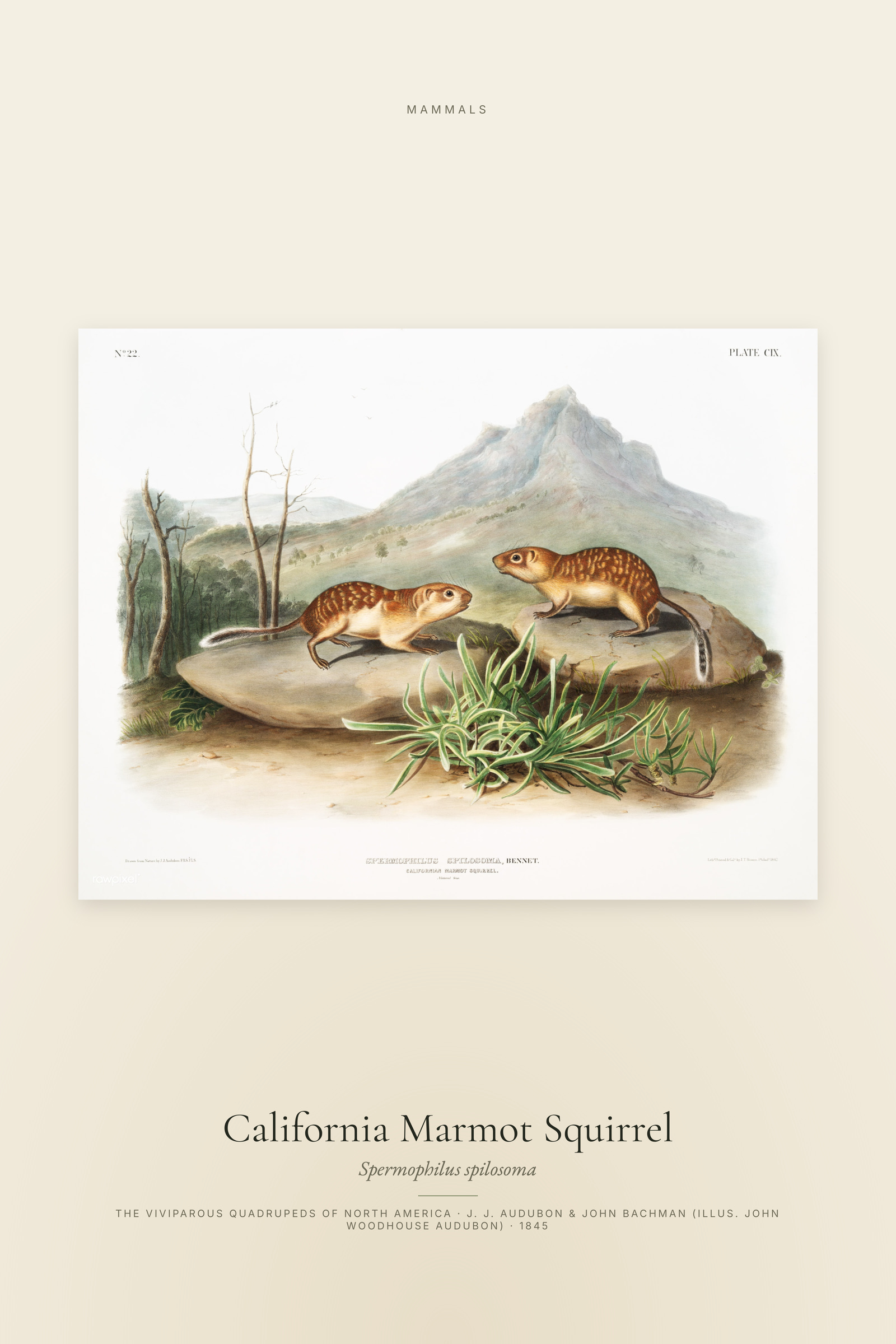 California Marmot Squirrel