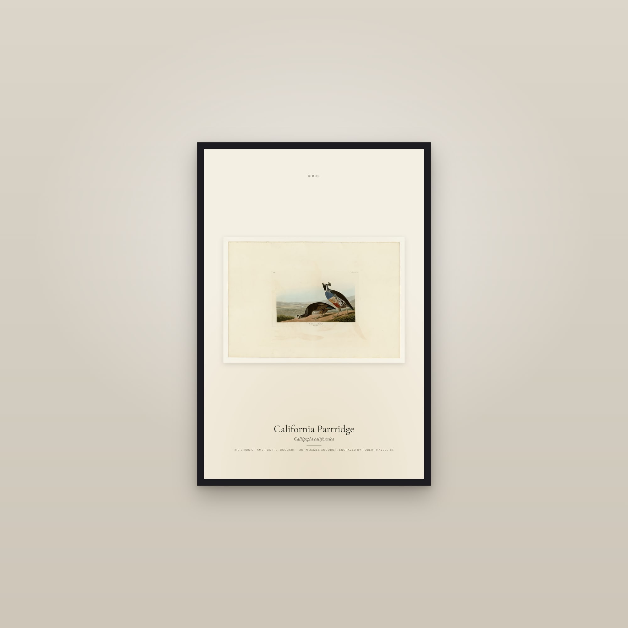 California Partridge — framed in a gallery setting
