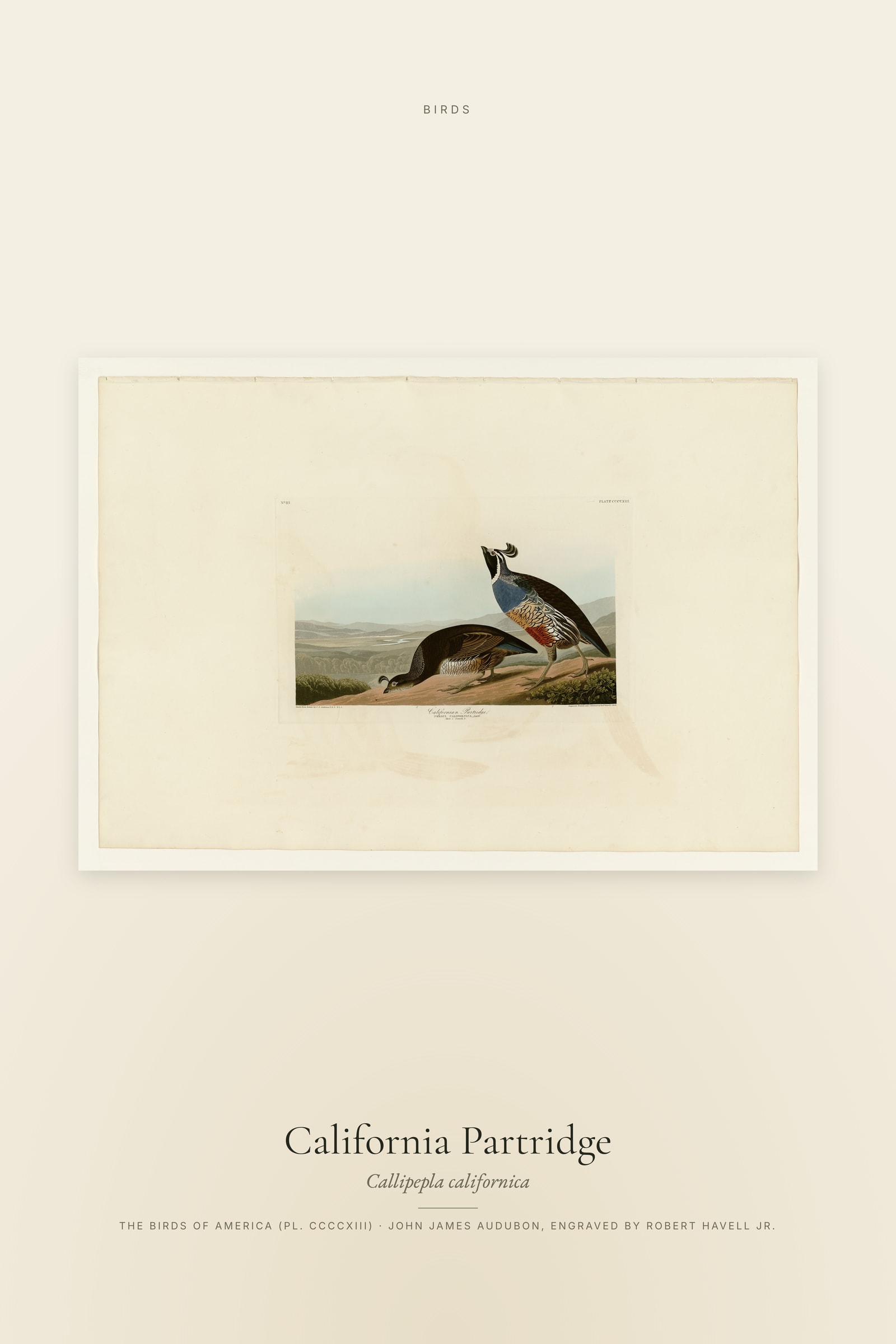 California Partridge