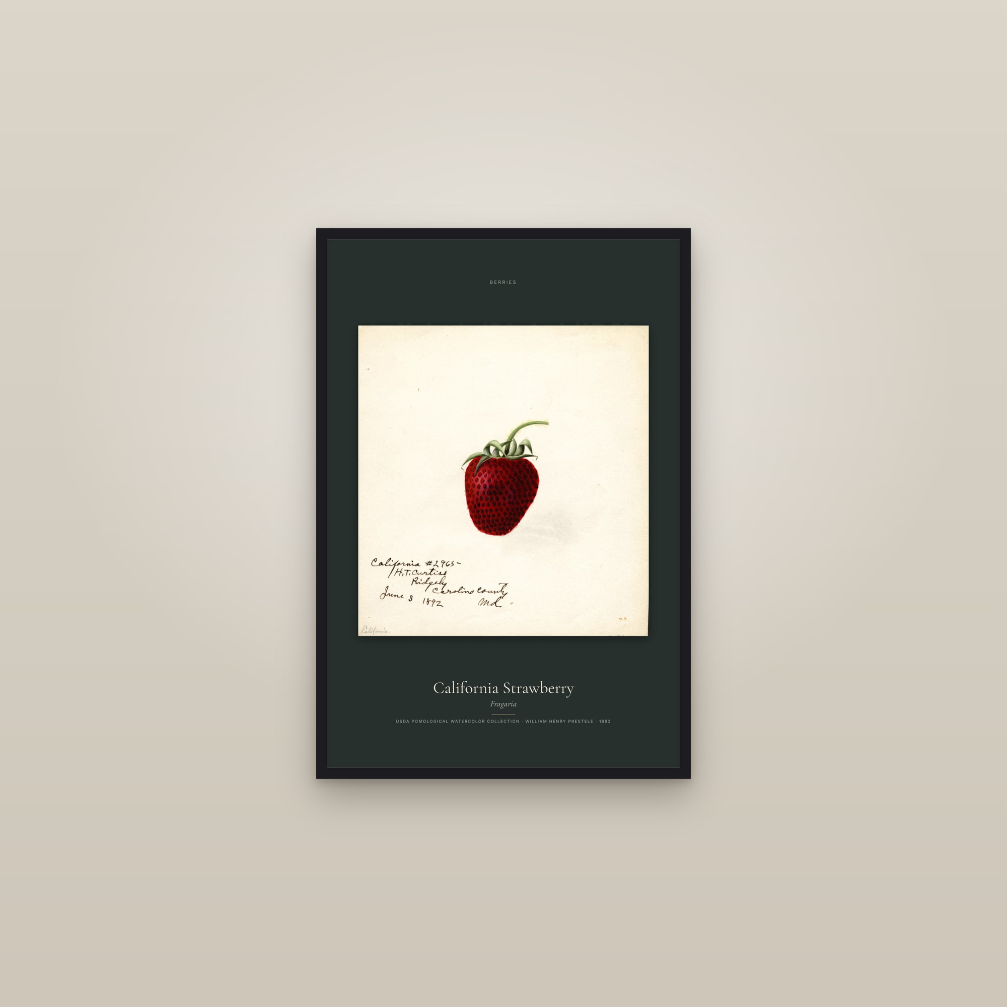 California Strawberry — Specimen — framed in a gallery setting