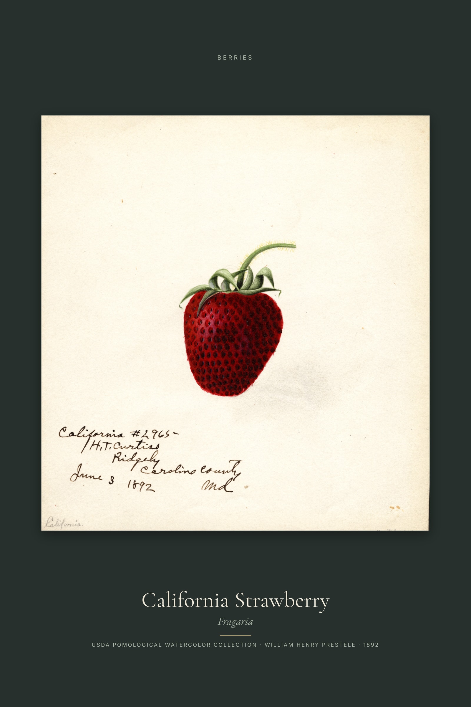 California Strawberry — Specimen