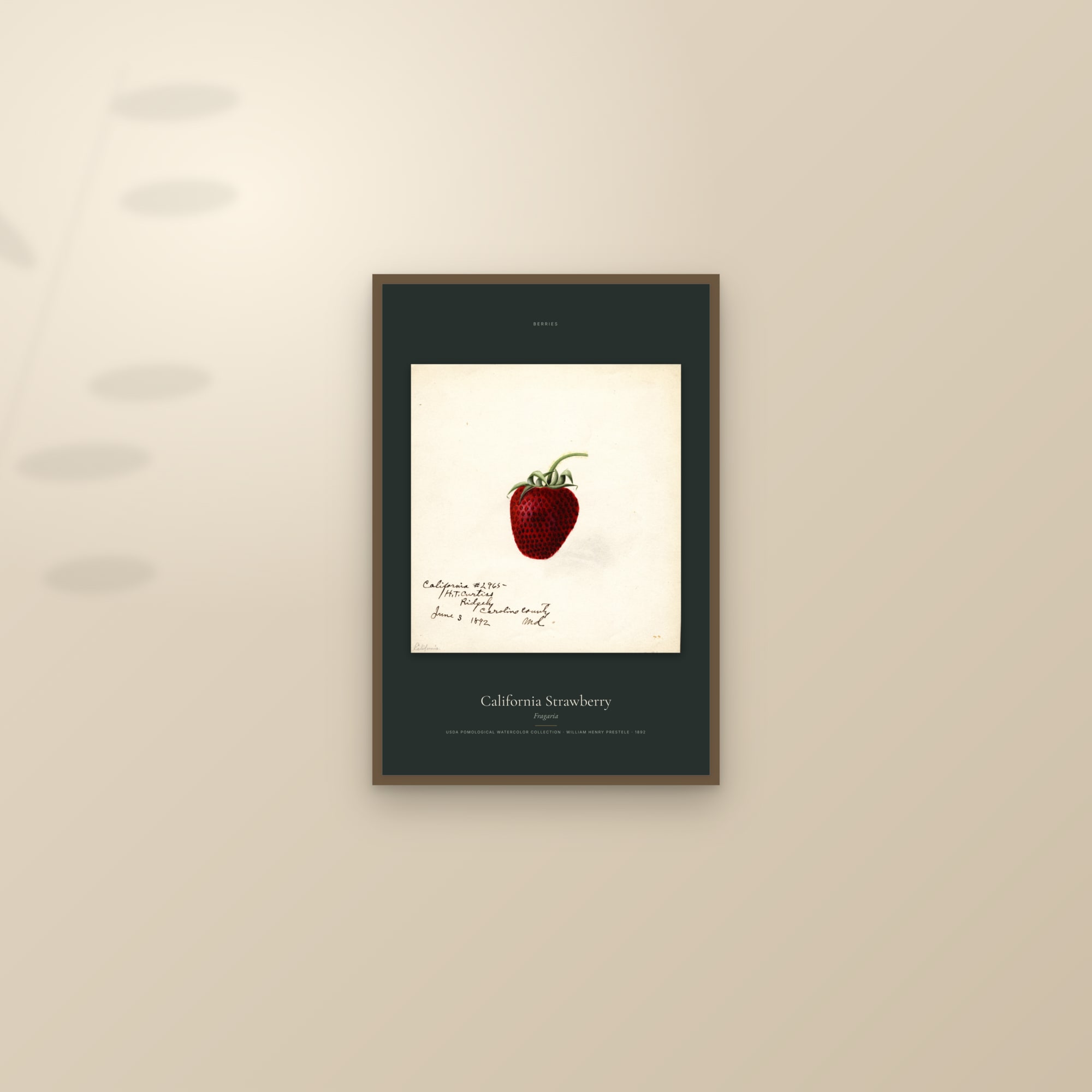 California Strawberry — Specimen — framed and styled on a sunlit wall