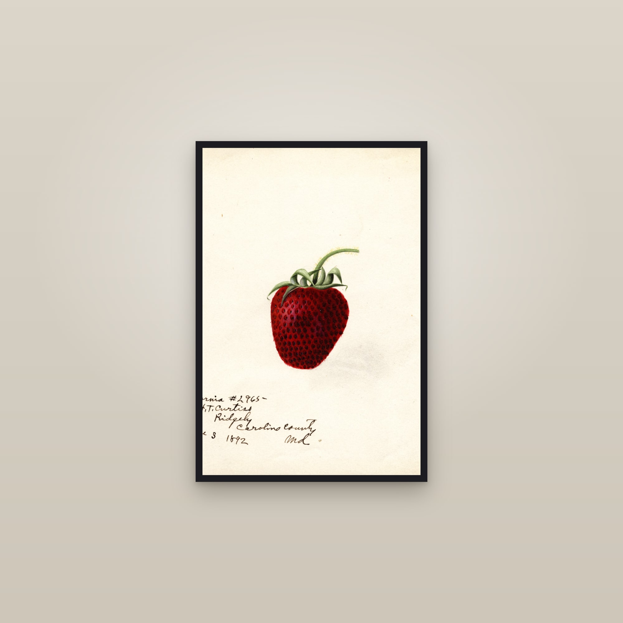 California Strawberry — framed in a gallery setting