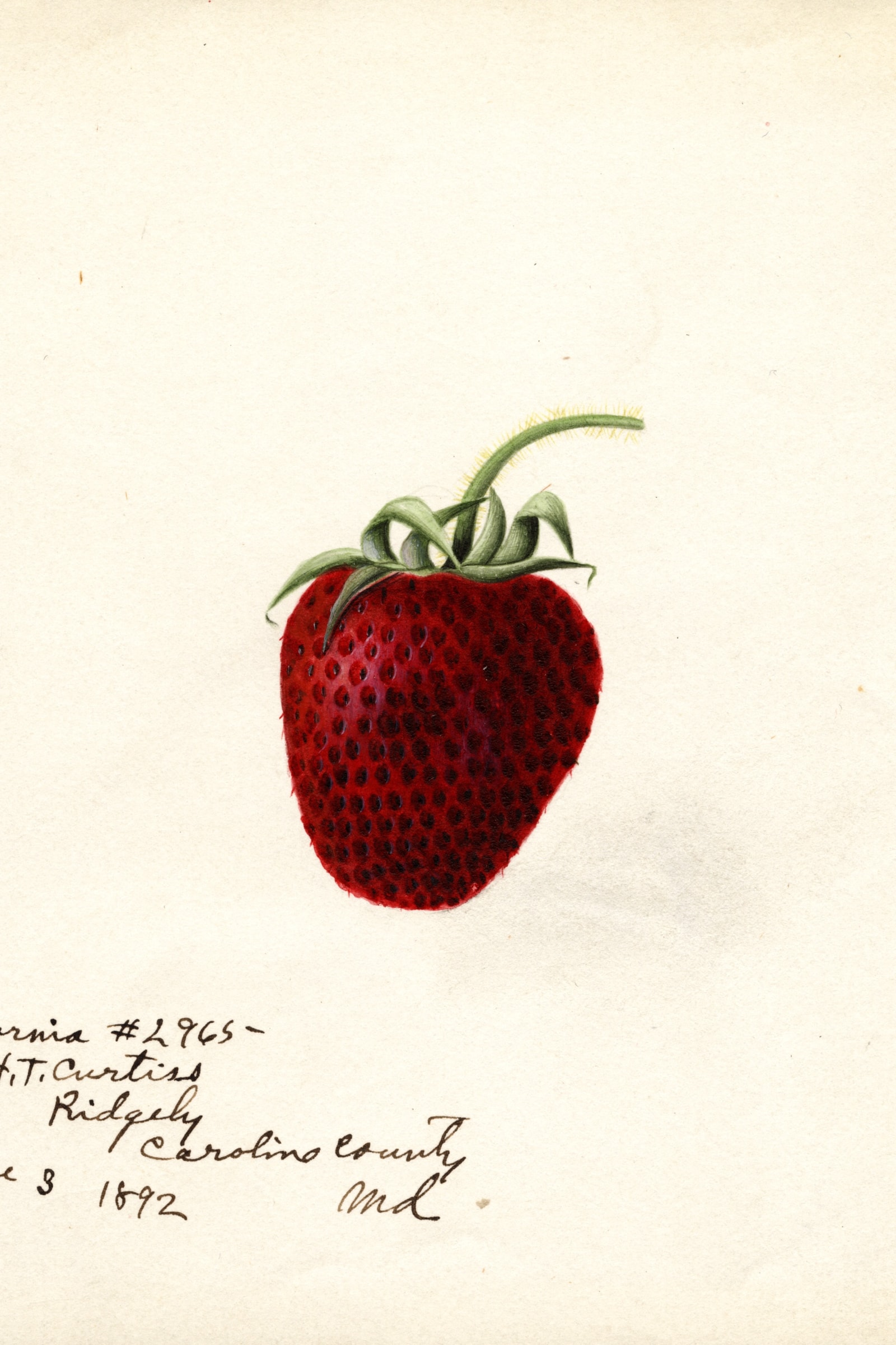 California Strawberry