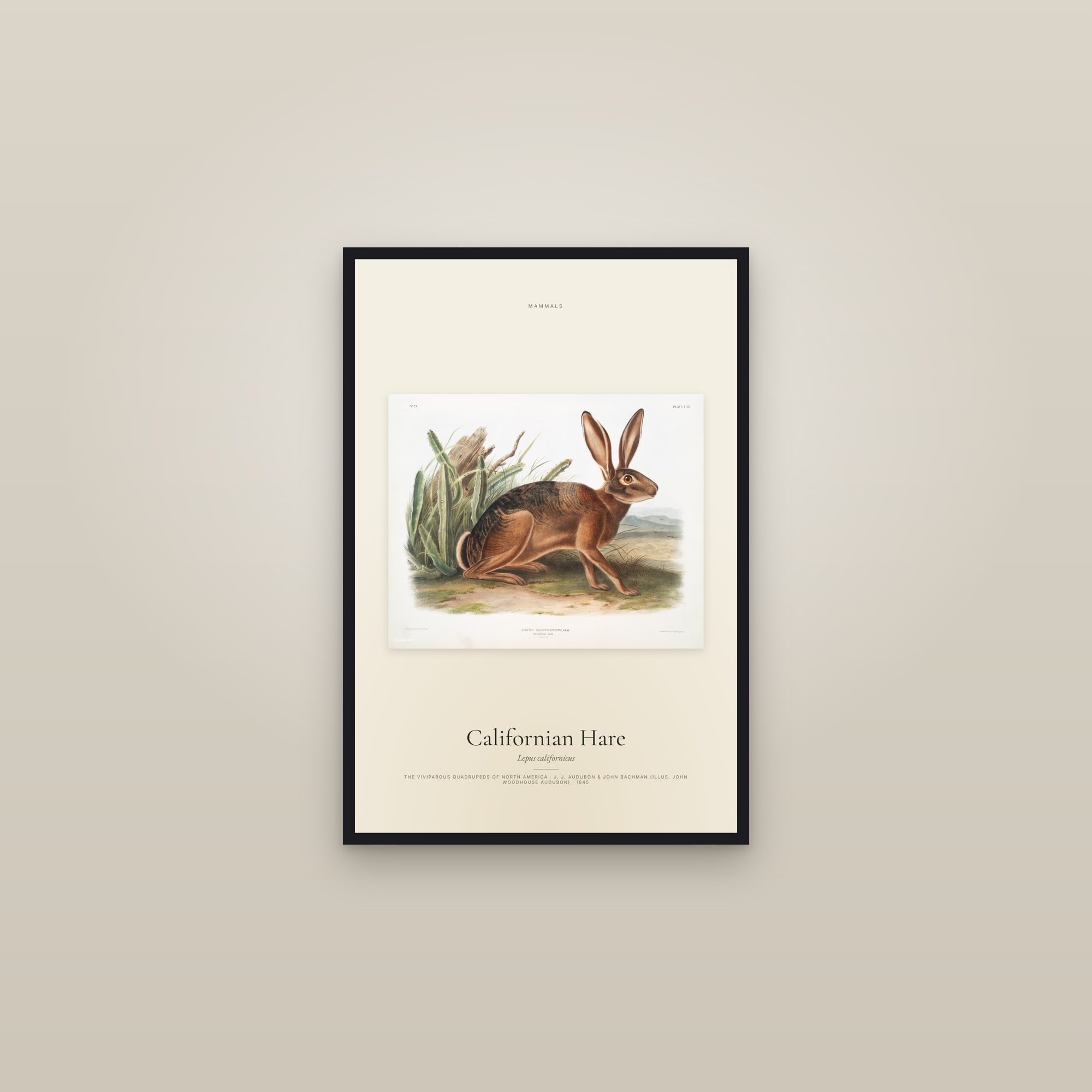 Californian Hare — framed in a gallery setting