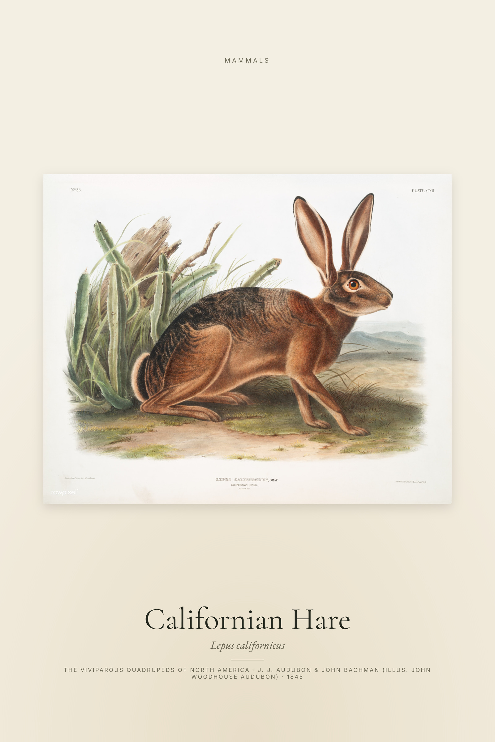 Californian Hare