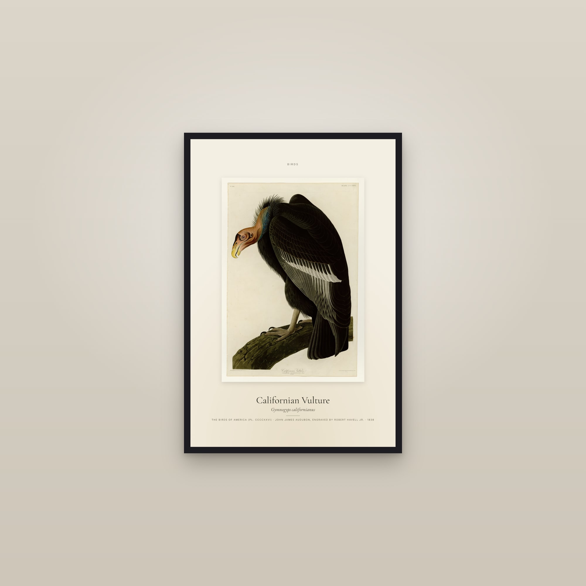 Californian Vulture — Specimen — framed in a gallery setting