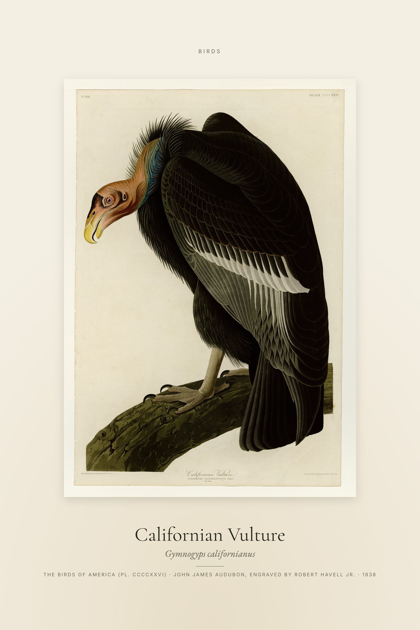 Californian Vulture — Specimen
