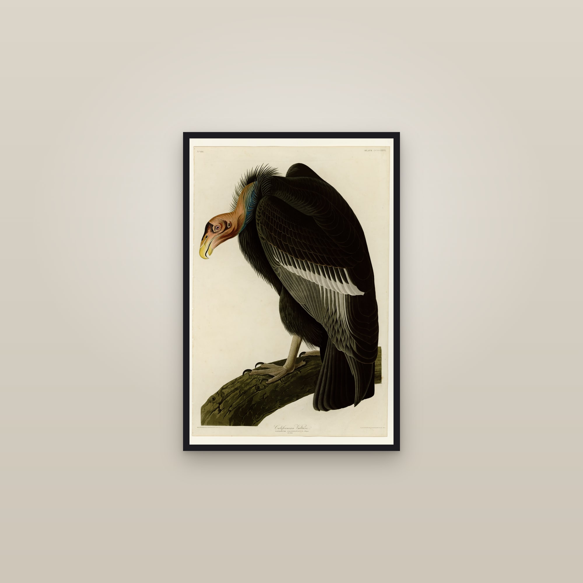 Californian Vulture — framed in a gallery setting