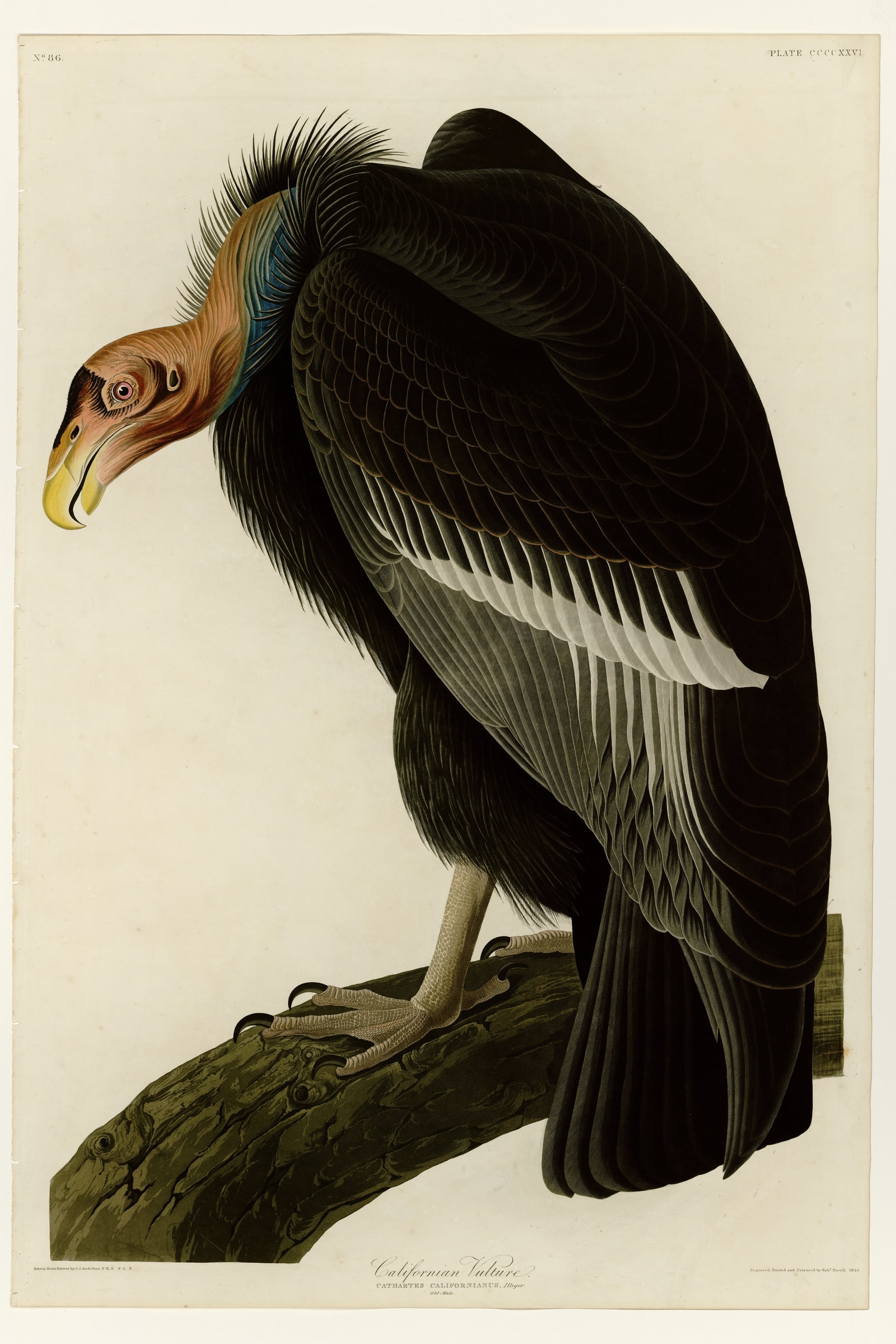 Californian Vulture