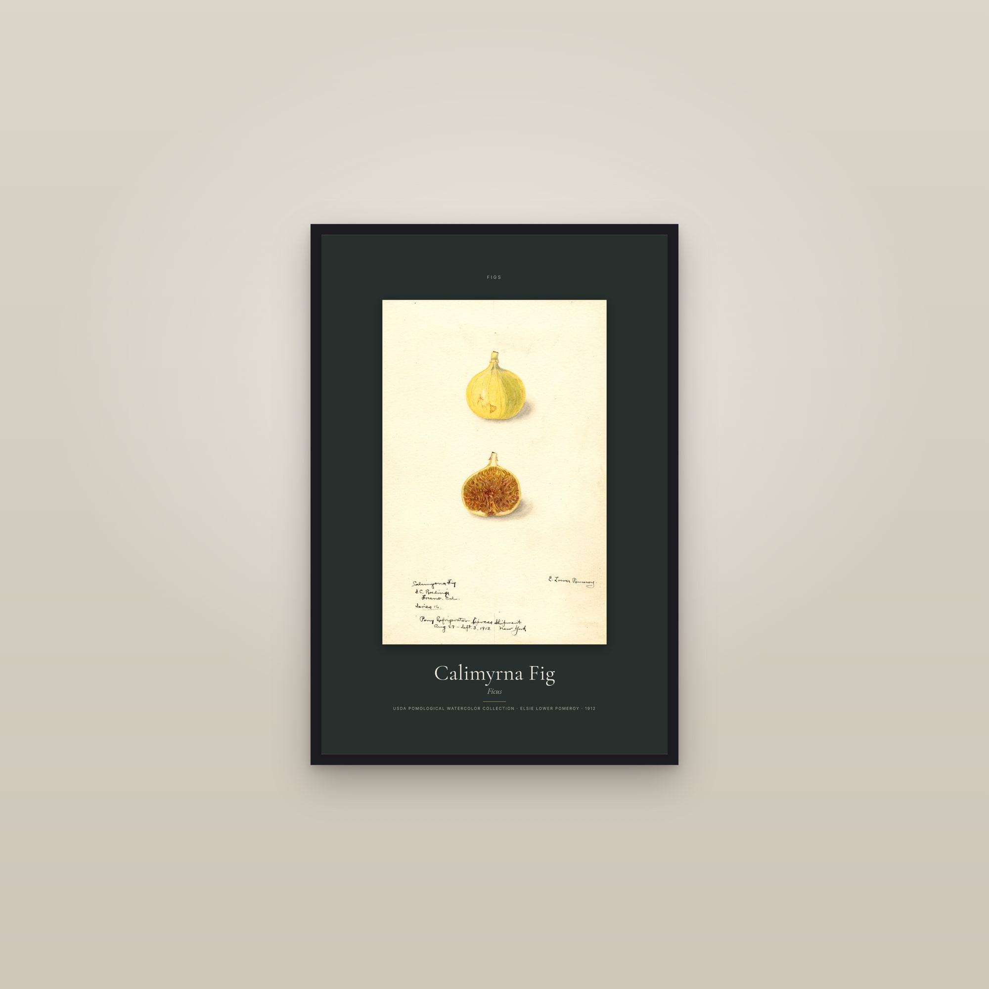 Calimyrna Fig — Specimen — framed in a gallery setting