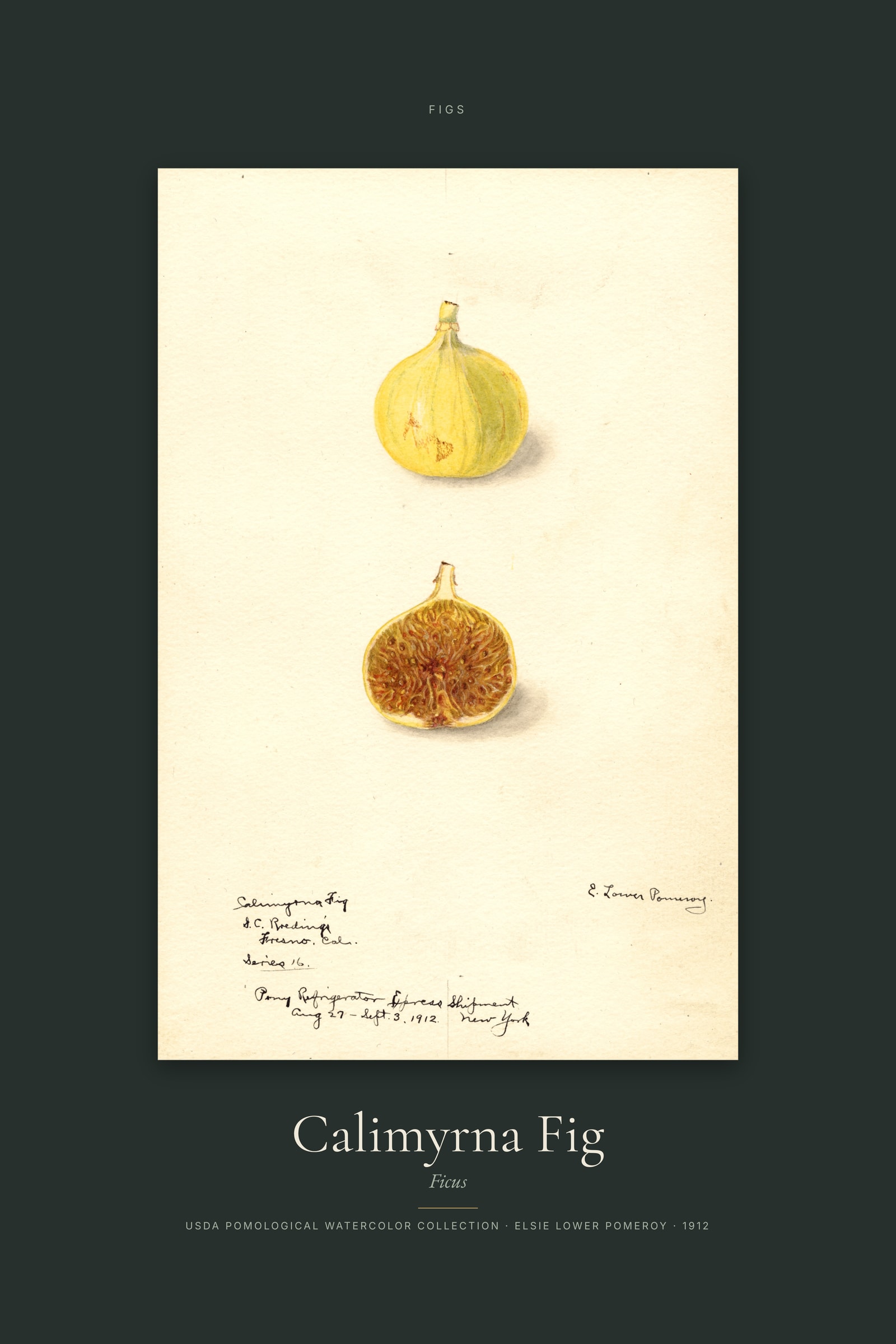 Calimyrna Fig — Specimen