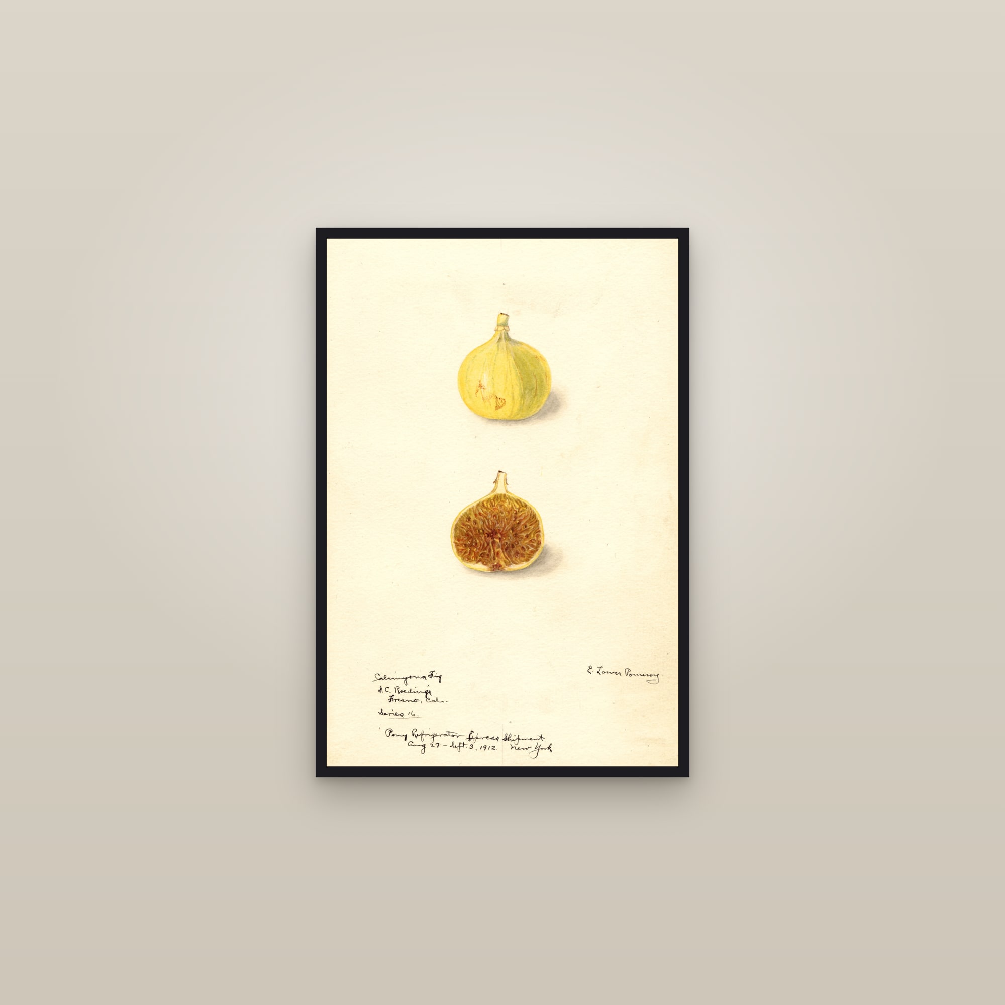 Calimyrna Fig — framed in a gallery setting