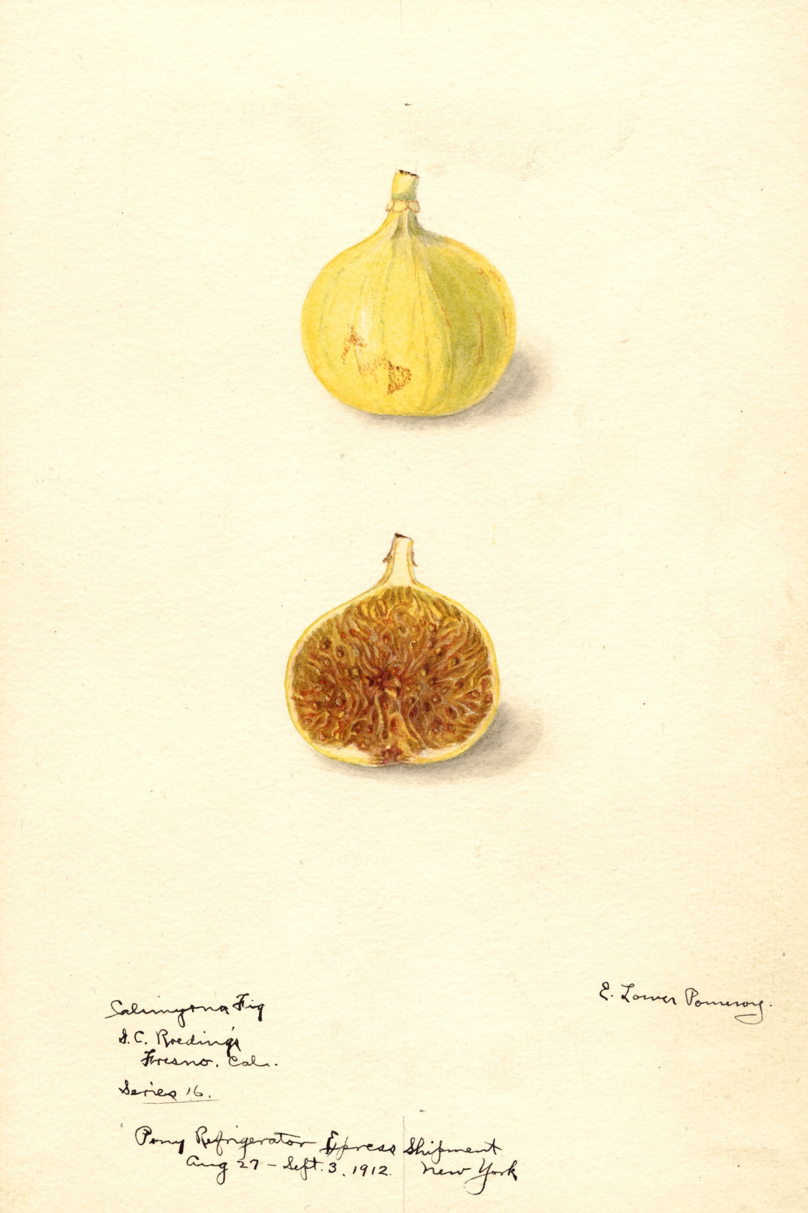Calimyrna Fig