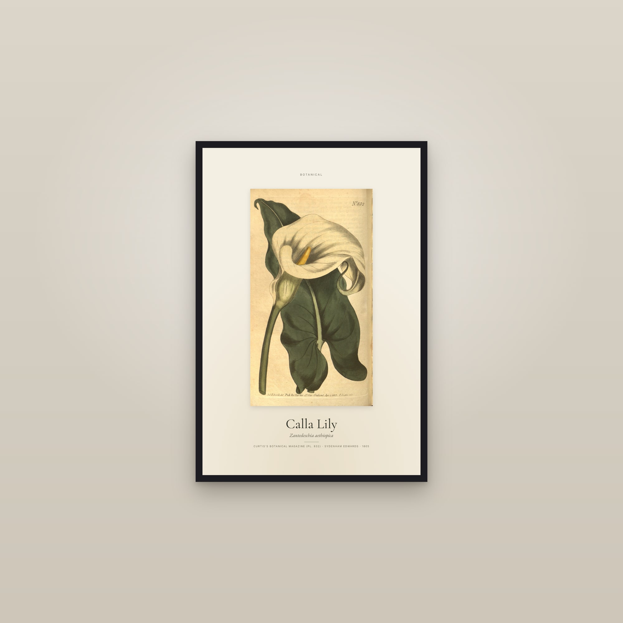 Calla Lily — Specimen — framed in a gallery setting