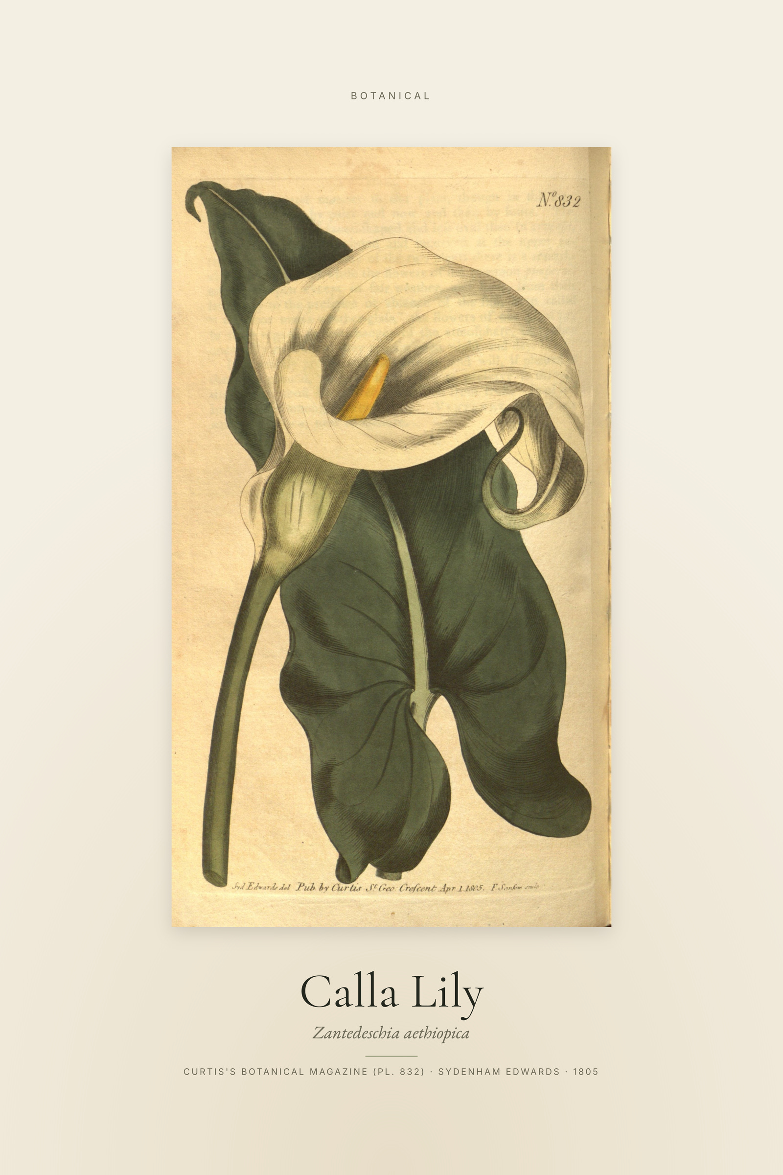 Calla Lily — Specimen