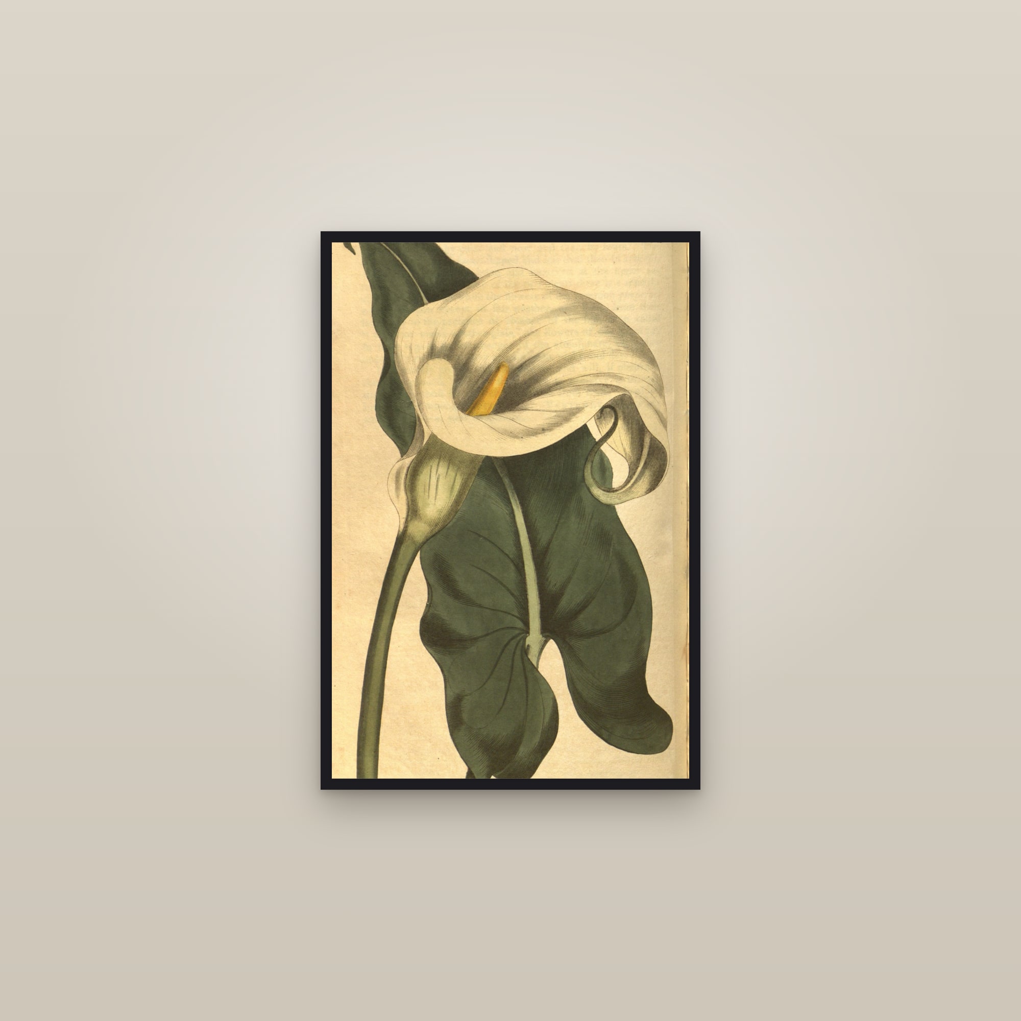 Calla Lily — framed in a gallery setting