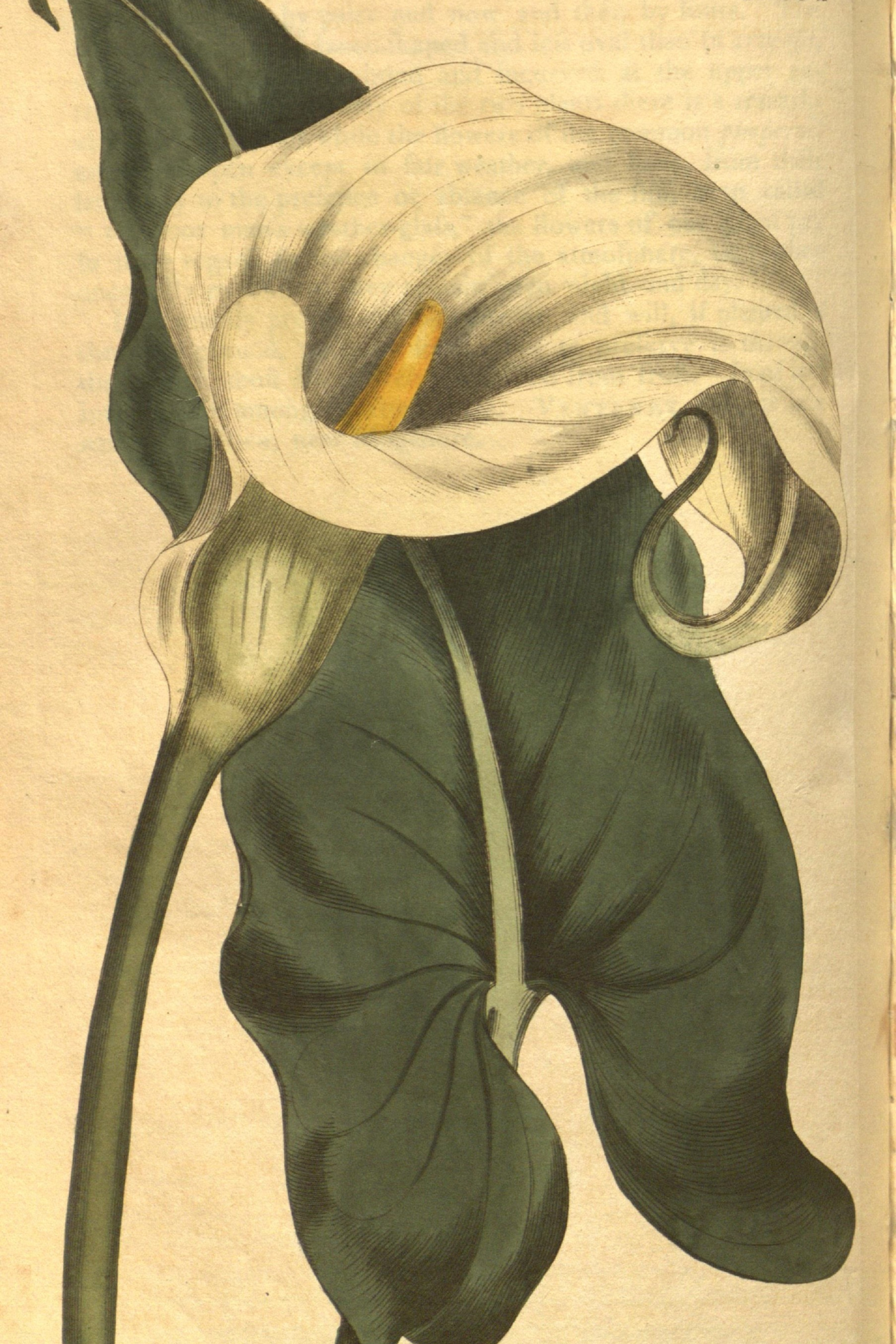 Calla Lily