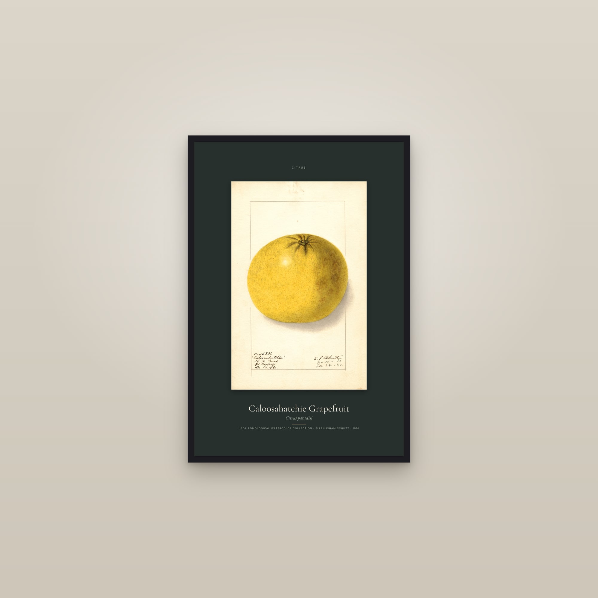 Caloosahatchie Grapefruit — Specimen — framed in a gallery setting