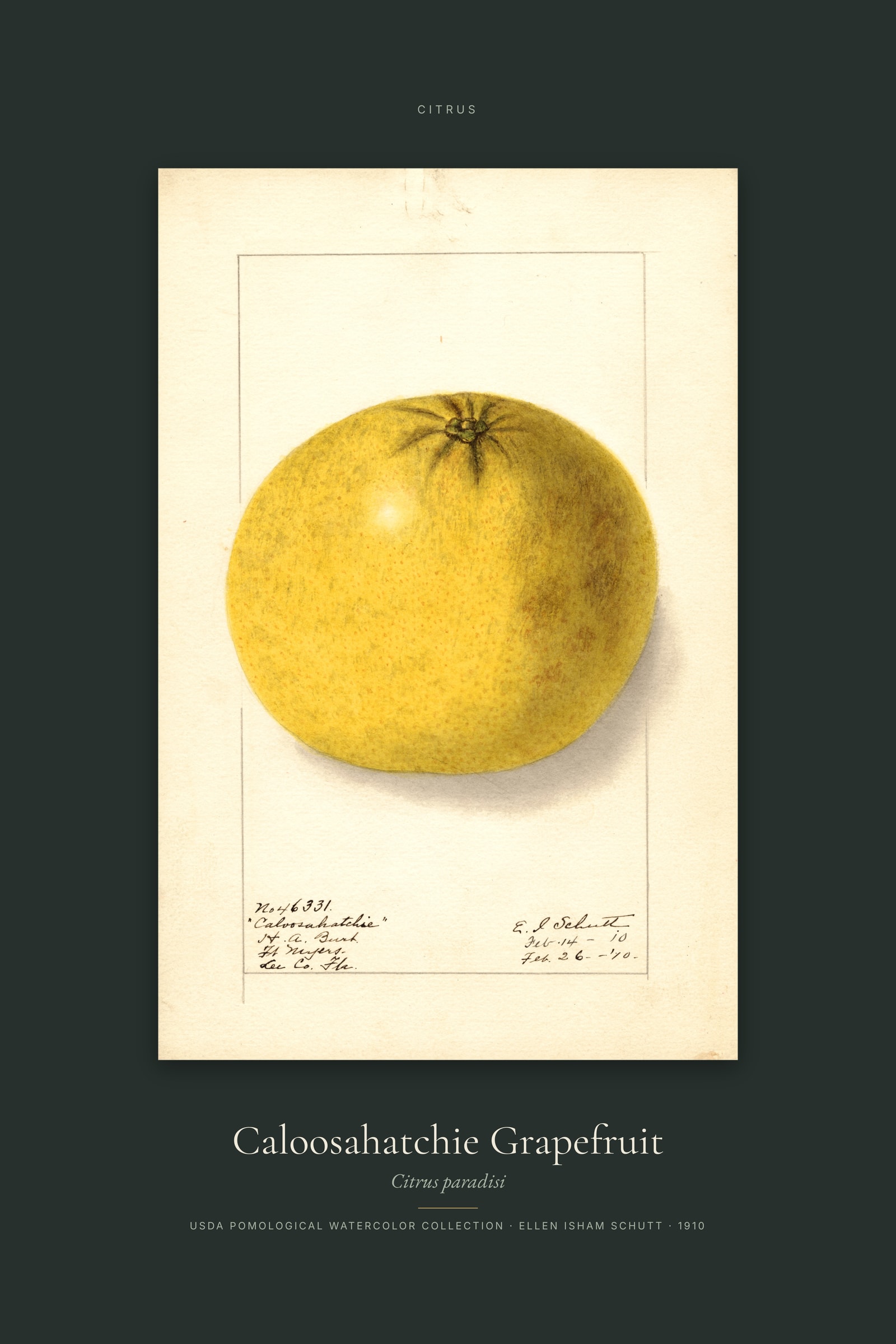 Caloosahatchie Grapefruit — Specimen