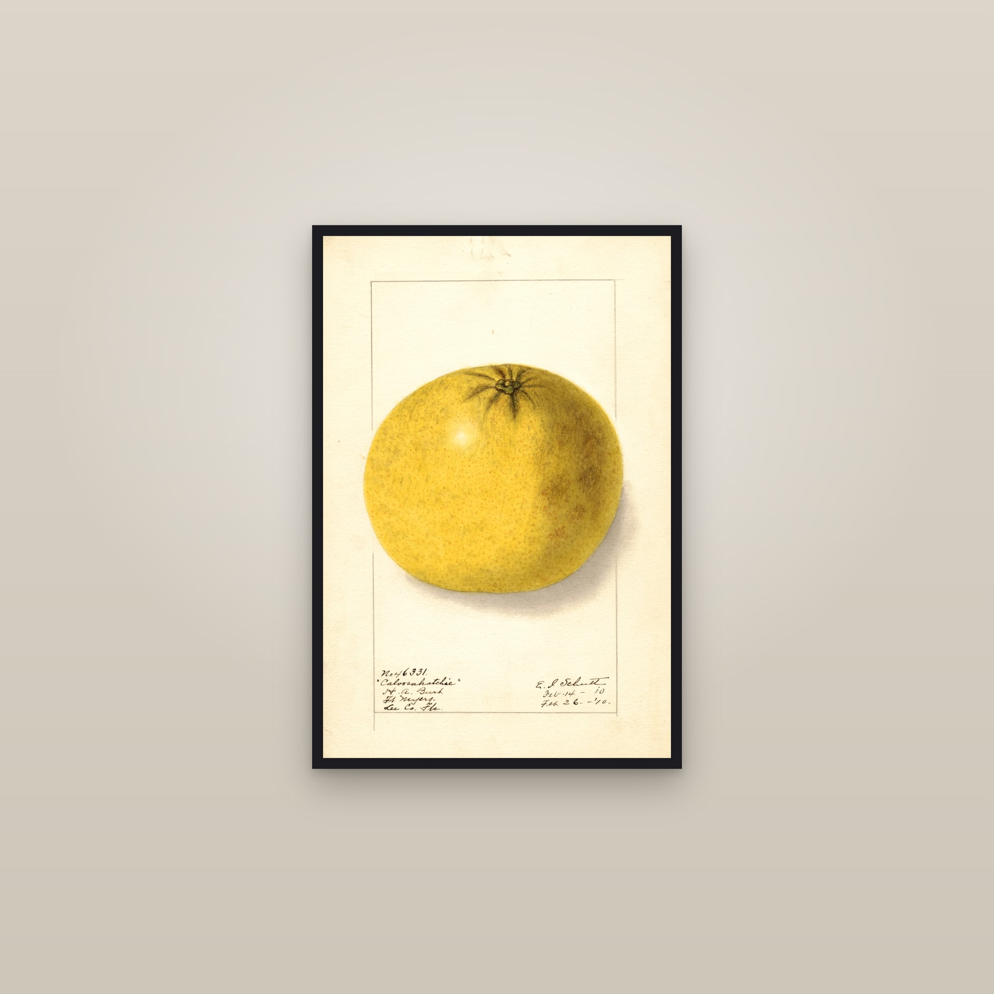 Caloosahatchie Grapefruit — framed in a gallery setting