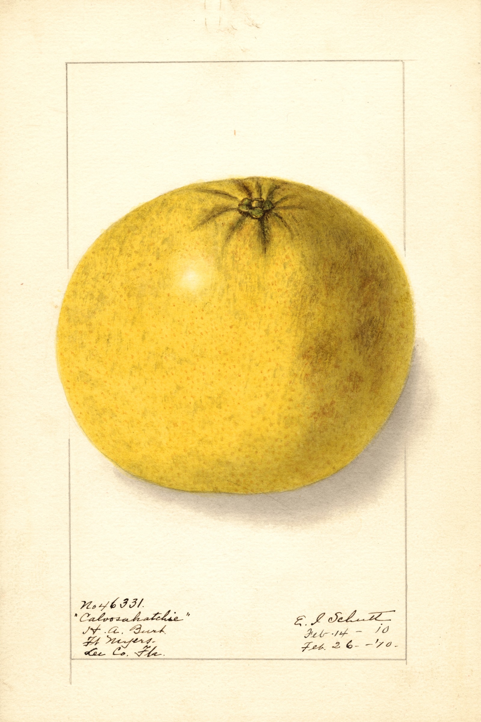 Caloosahatchie Grapefruit
