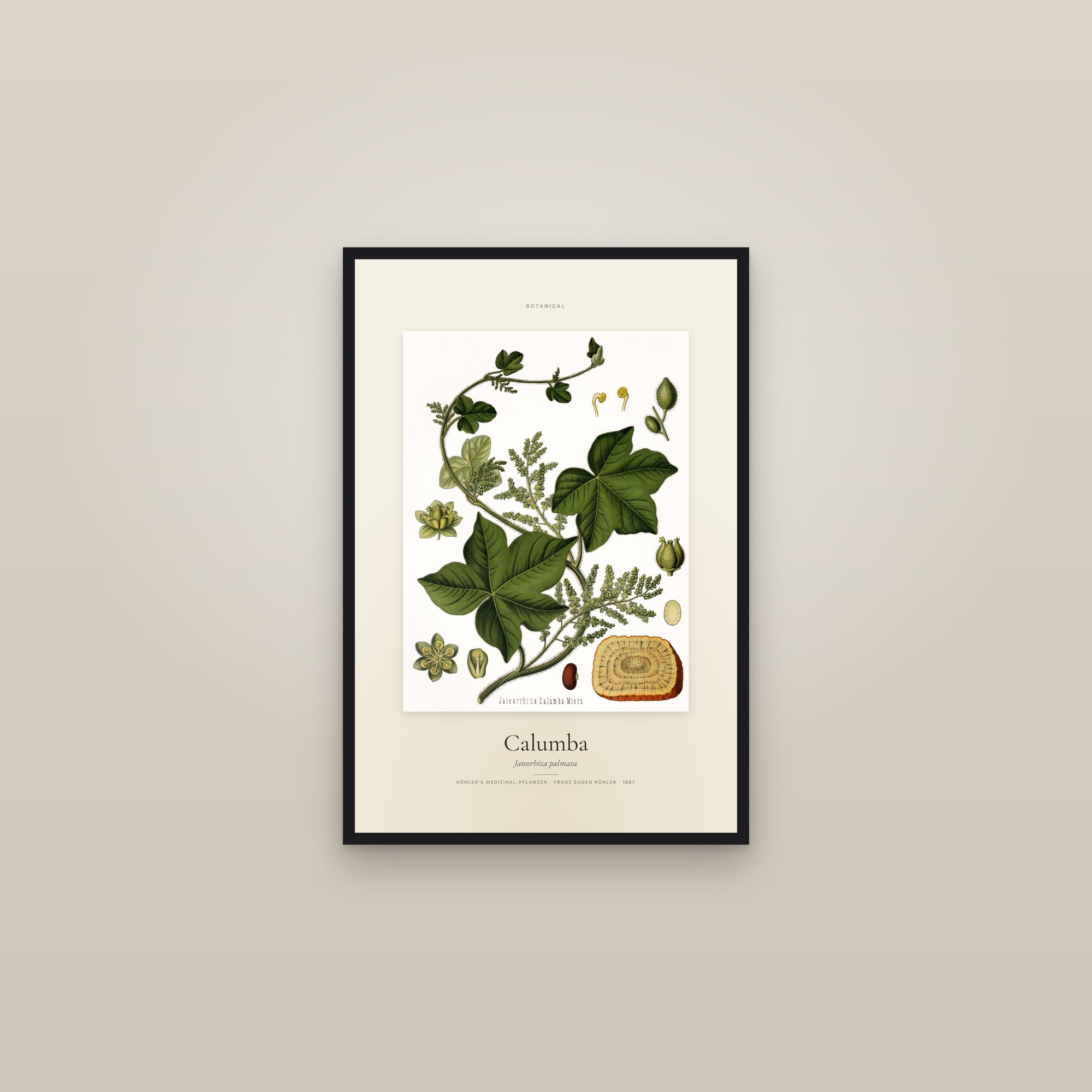 Calumba — Specimen — framed in a gallery setting
