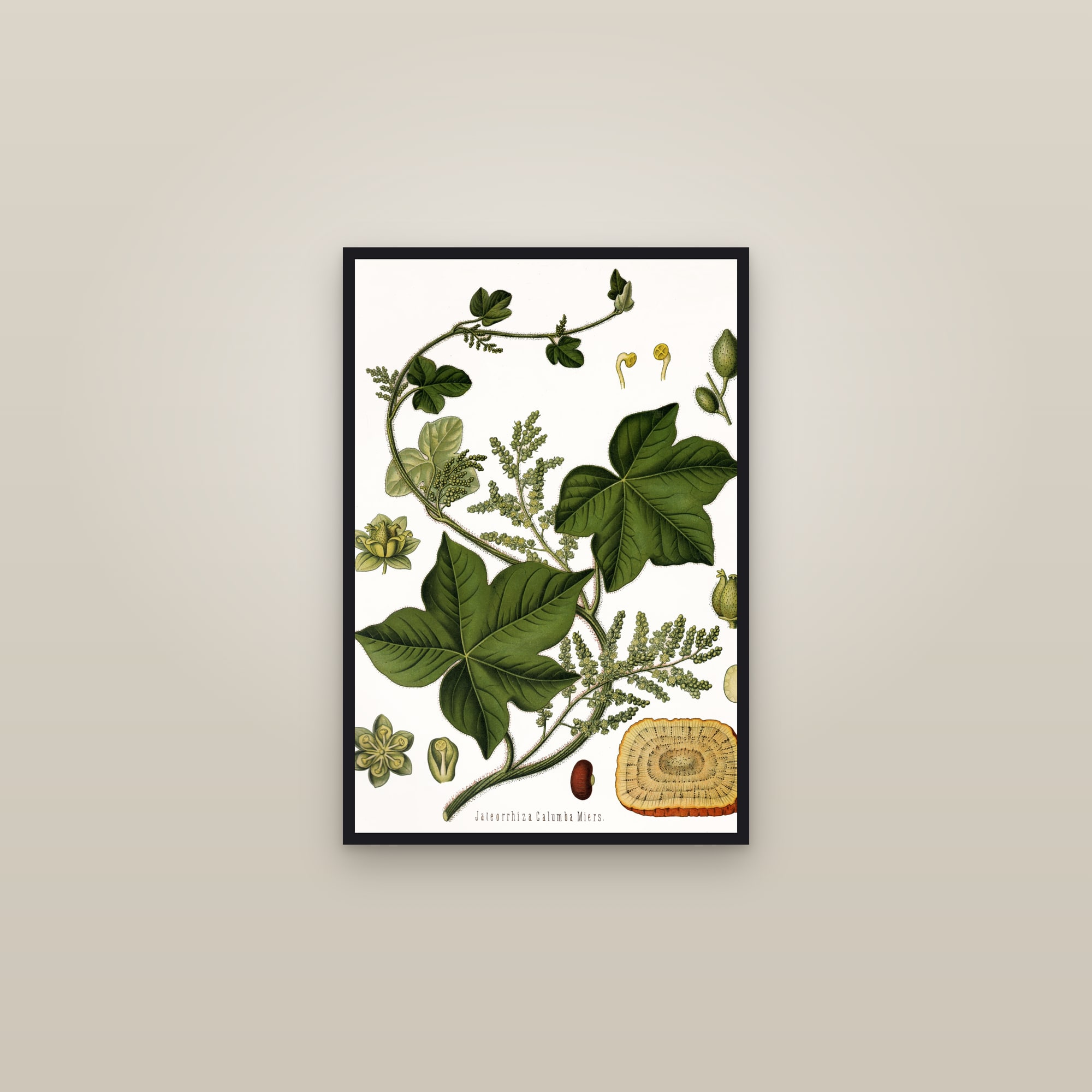 Calumba — framed in a gallery setting