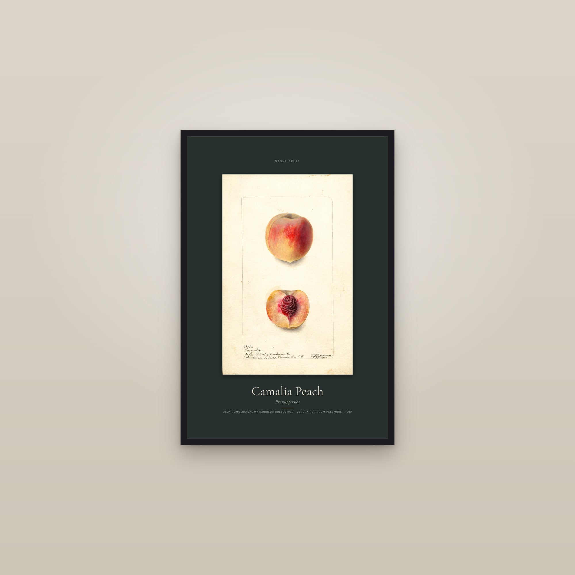 Camalia Peach — Specimen — framed in a gallery setting