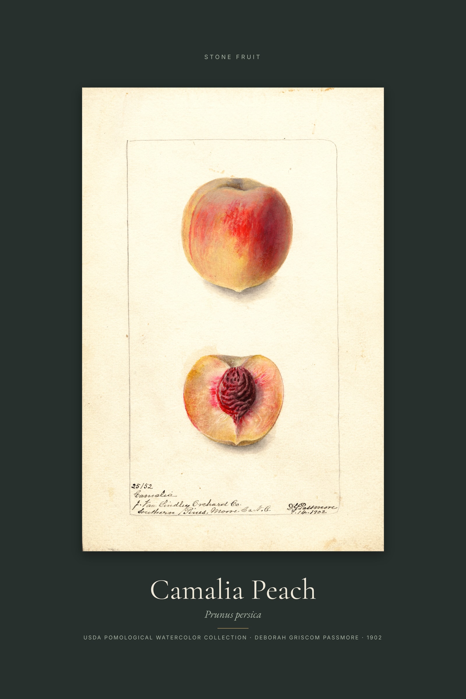 Camalia Peach — Specimen