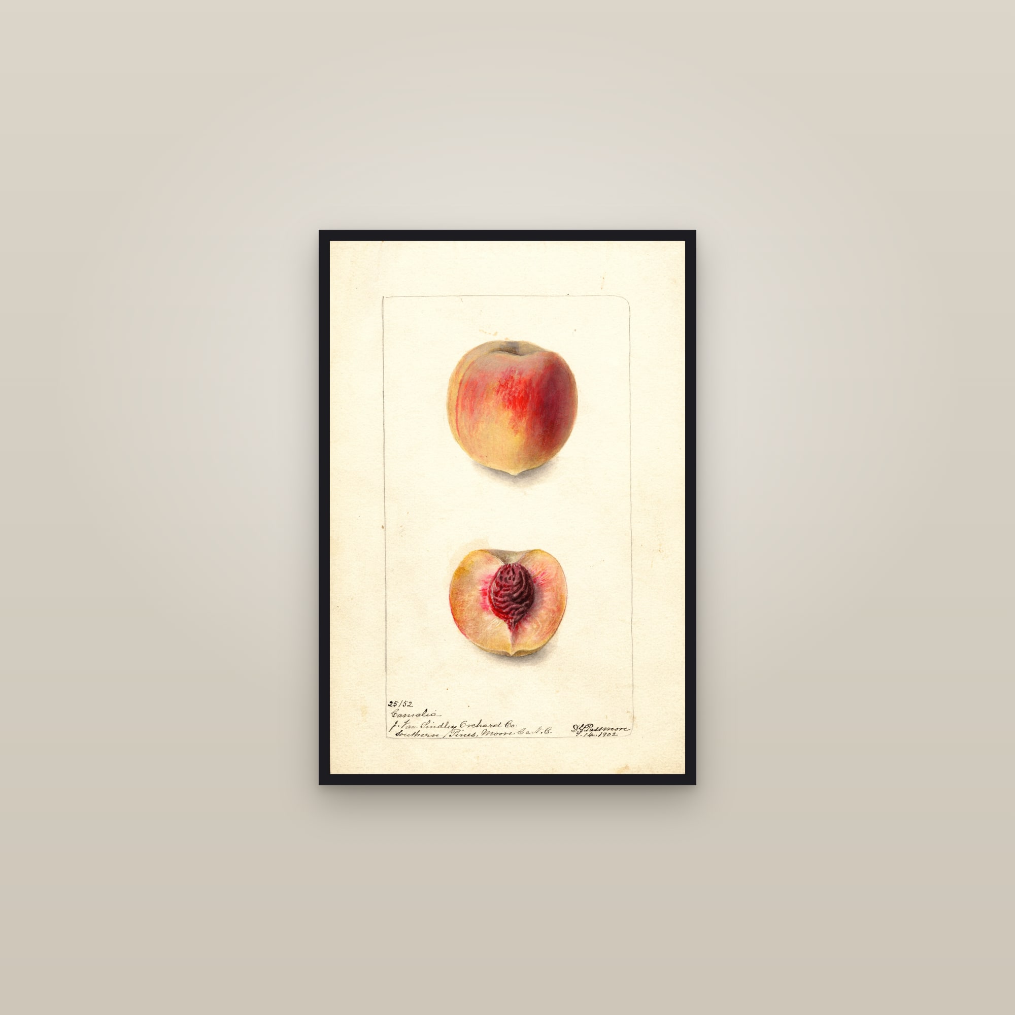 Camalia Peach — framed in a gallery setting