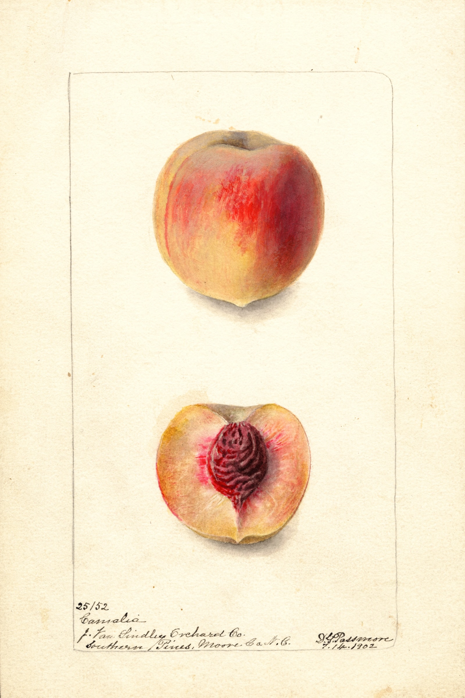 Camalia Peach