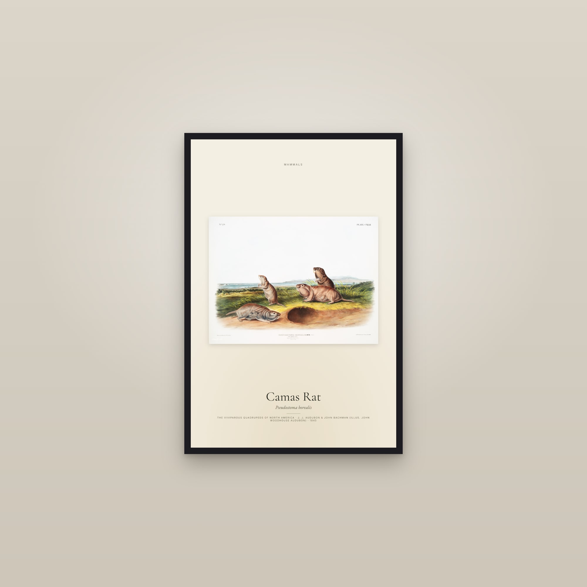 Camas Rat — framed in a gallery setting