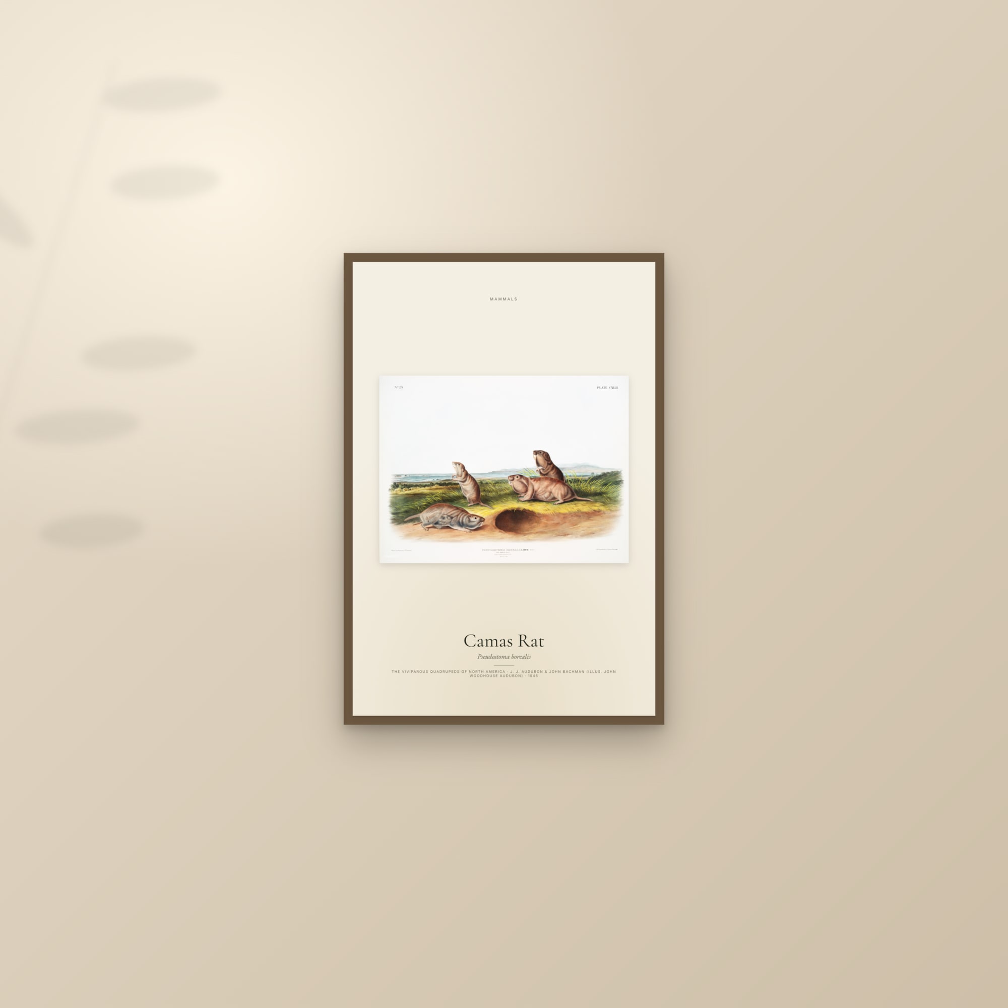 Camas Rat — framed and styled on a sunlit wall
