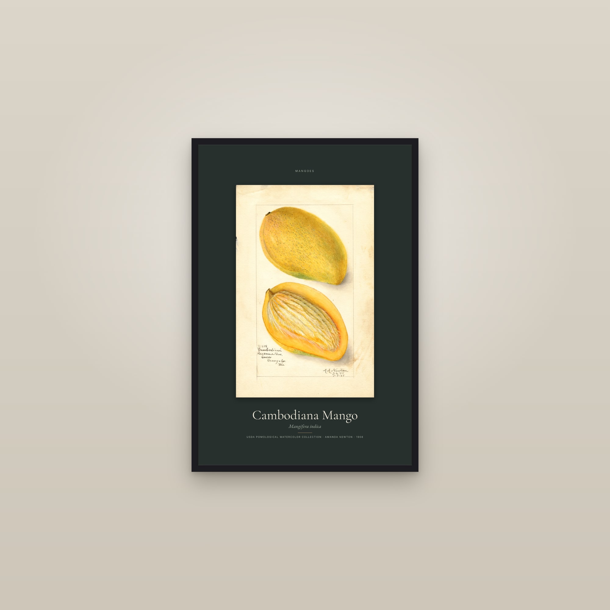 Cambodiana Mango — Specimen — framed in a gallery setting