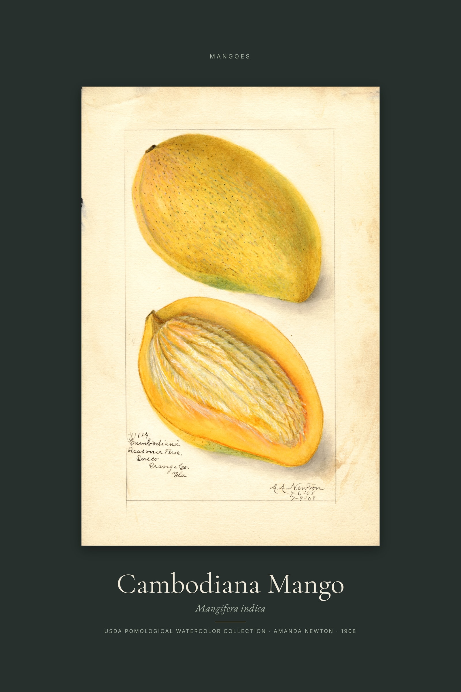 Cambodiana Mango — Specimen