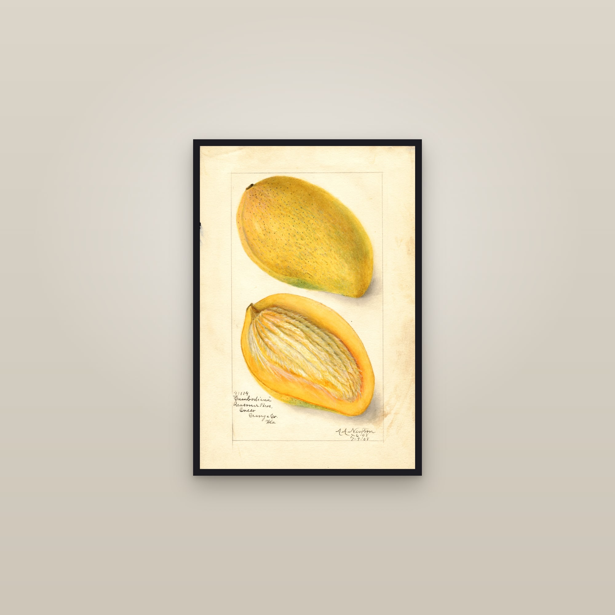 Cambodiana Mango — framed in a gallery setting