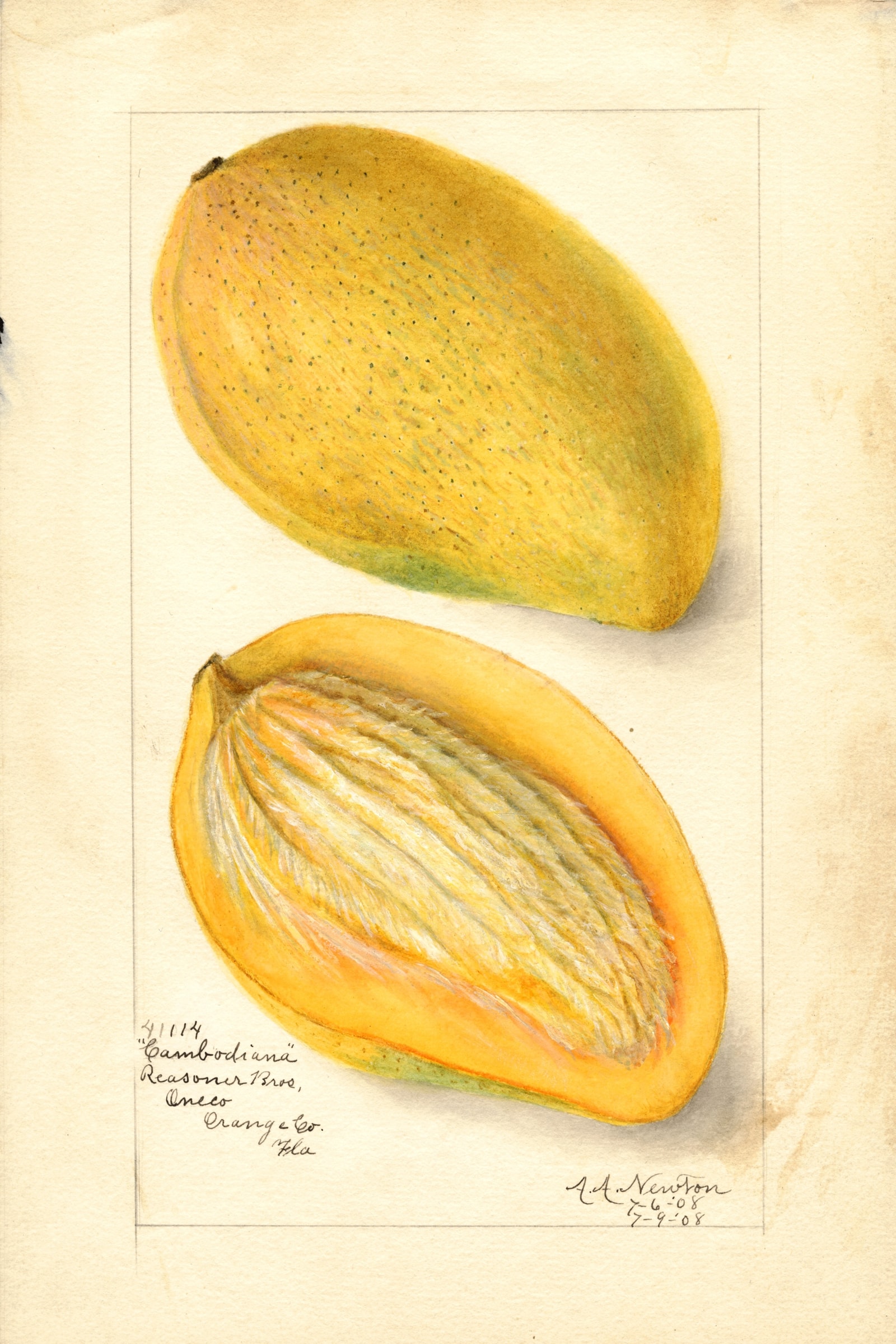 Cambodiana Mango