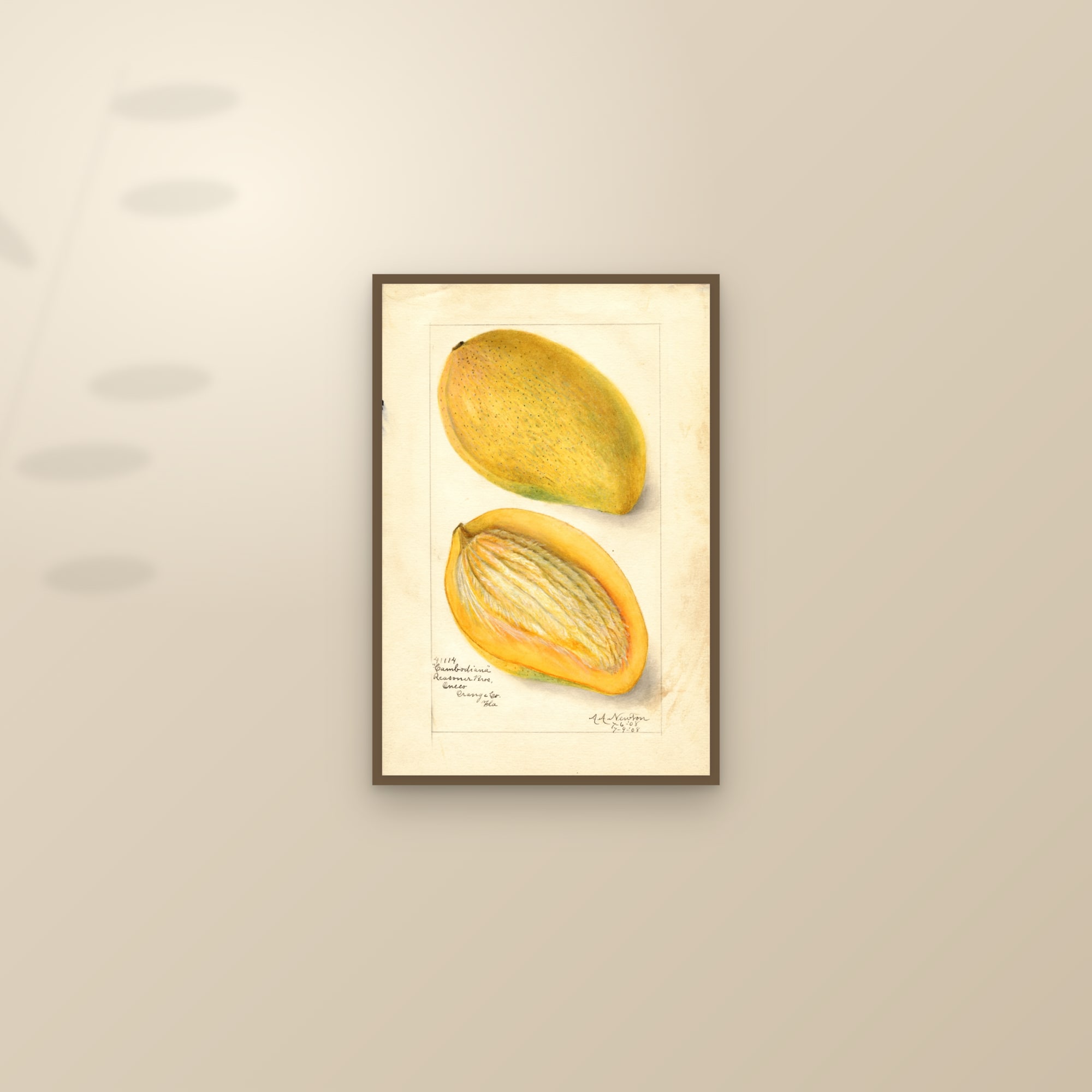 Cambodiana Mango — framed and styled on a sunlit wall