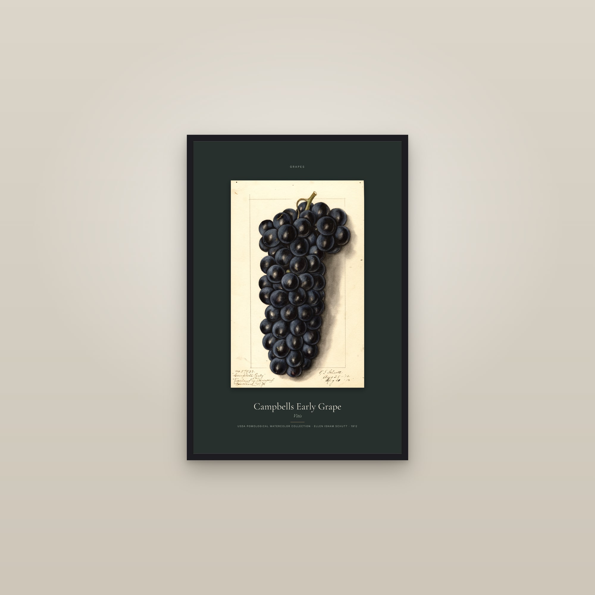 Campbells Early Grape — Specimen — framed in a gallery setting