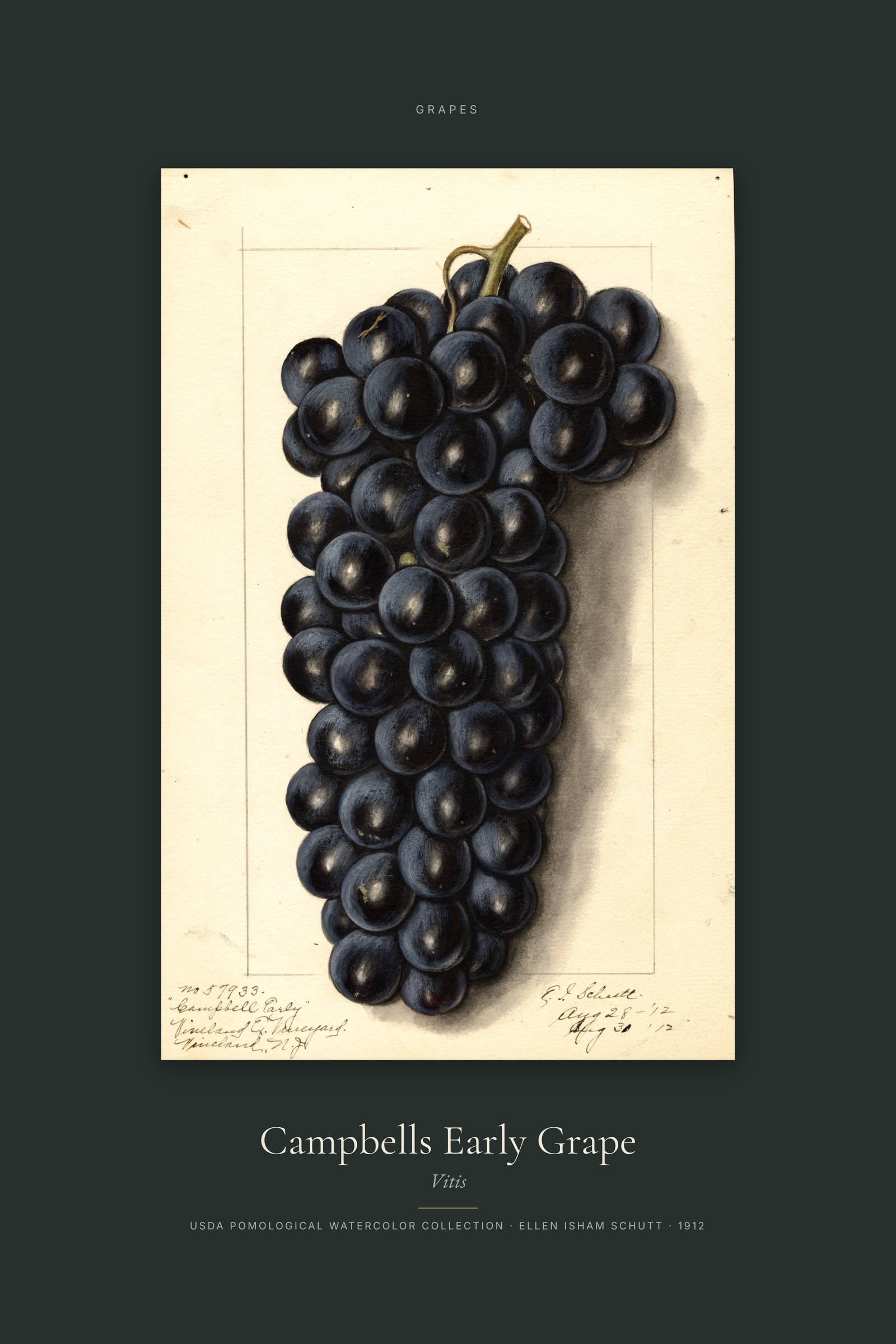 Campbells Early Grape — Specimen